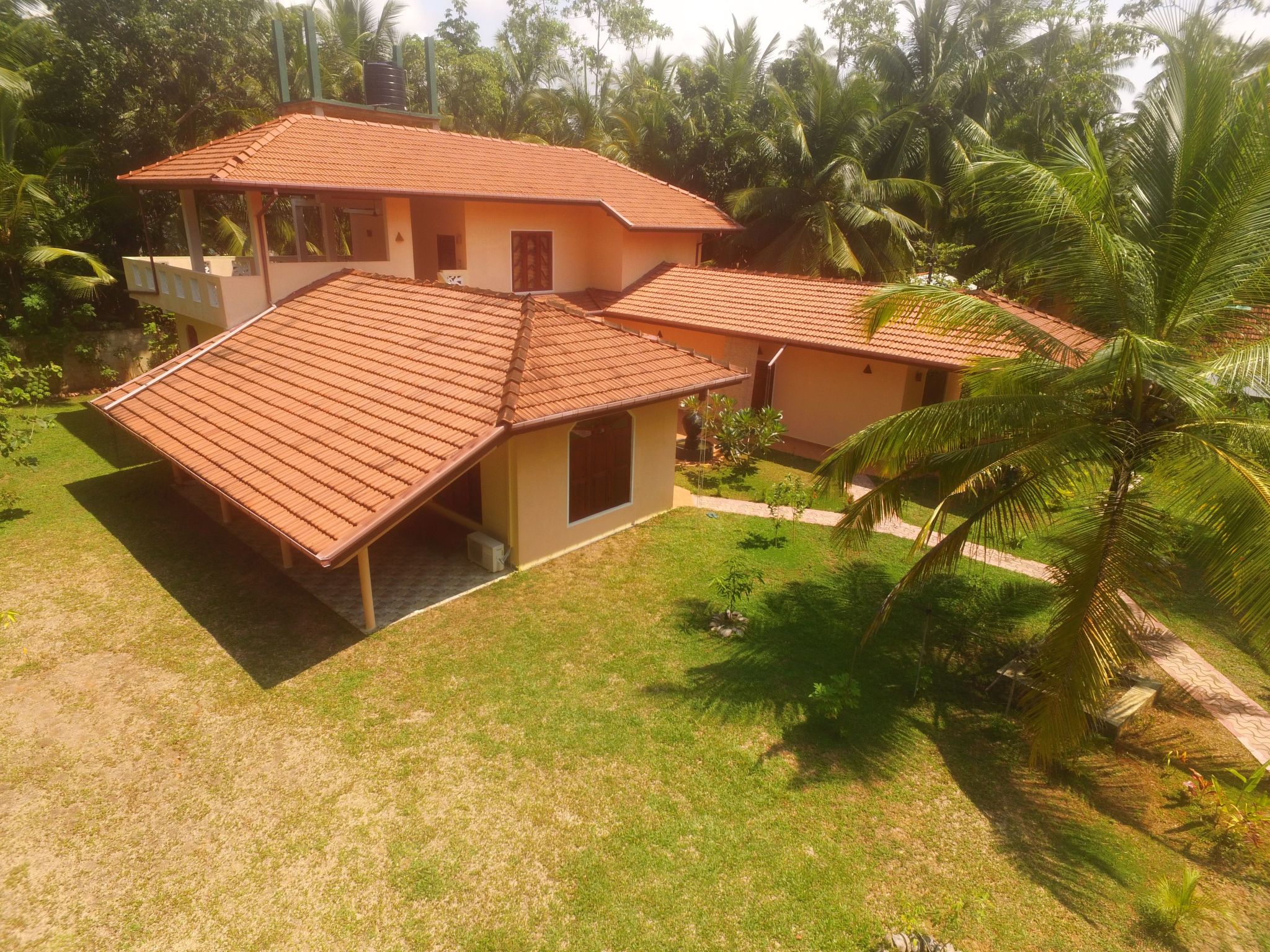 Palmtree - Image 5