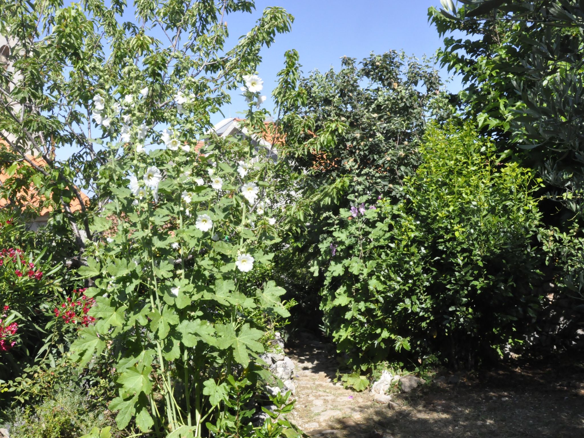 Villa Viktoria-Buiten