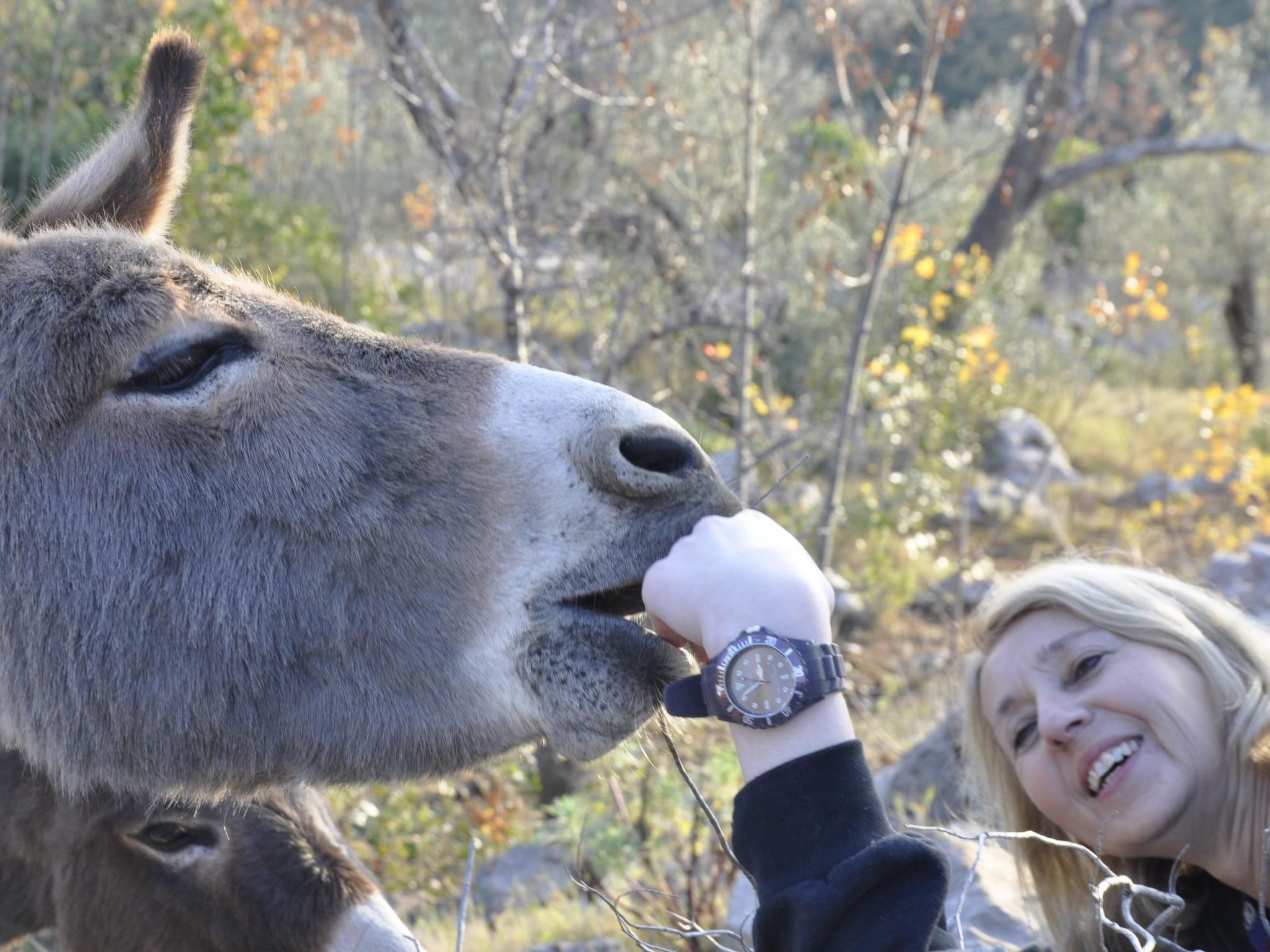 Villa Viktoria-Buiten
