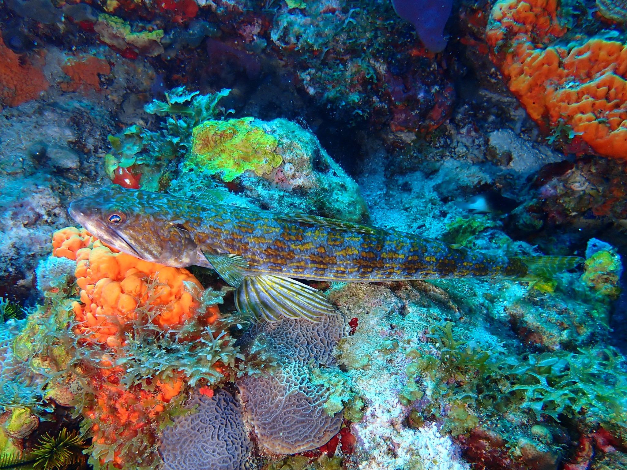 Photo of Villa Girofle