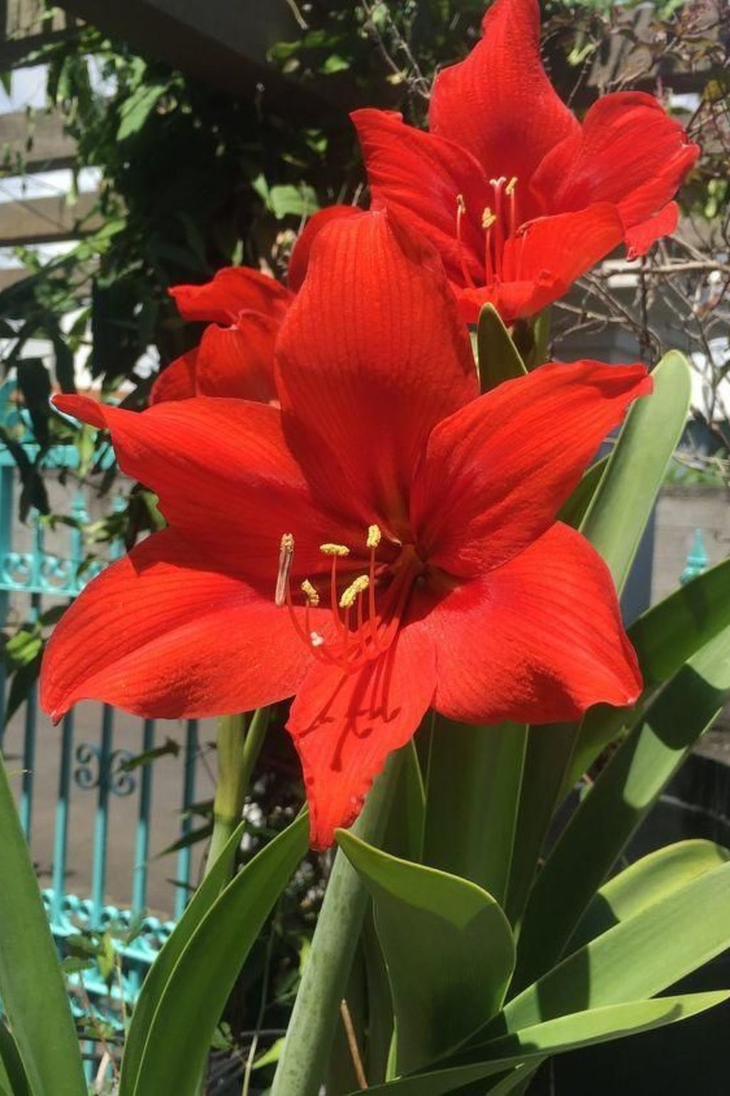 Photo of "Villa Radani" Pool und Garten