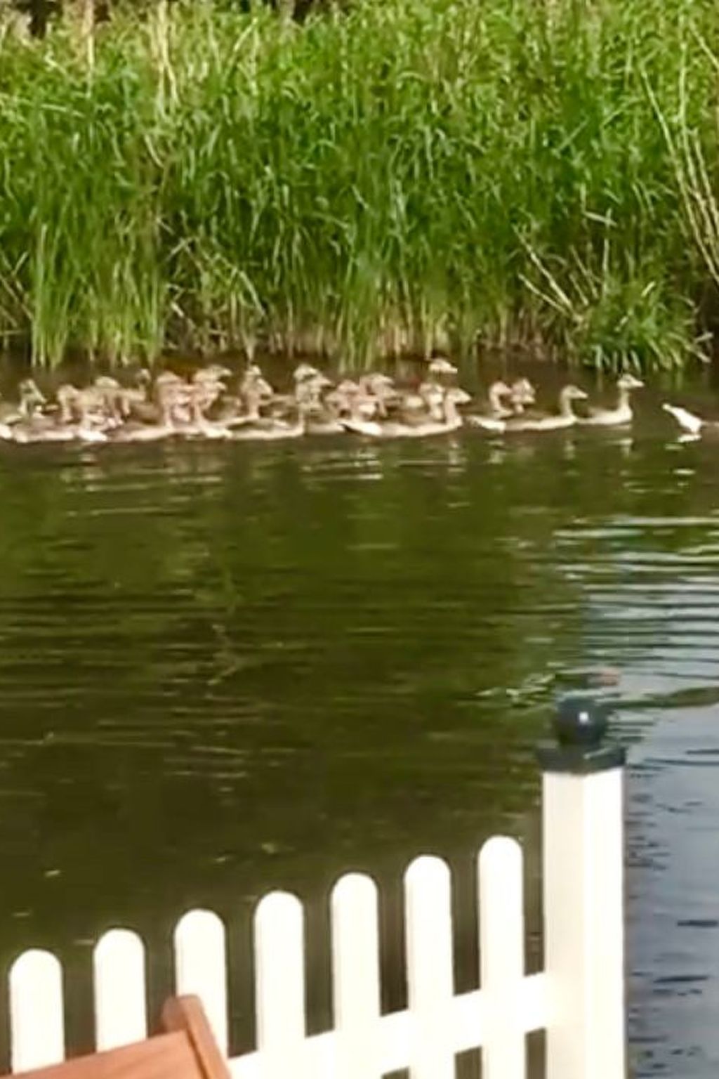 In Wervershoof mit Terrasse und Garten-Image-tags.info