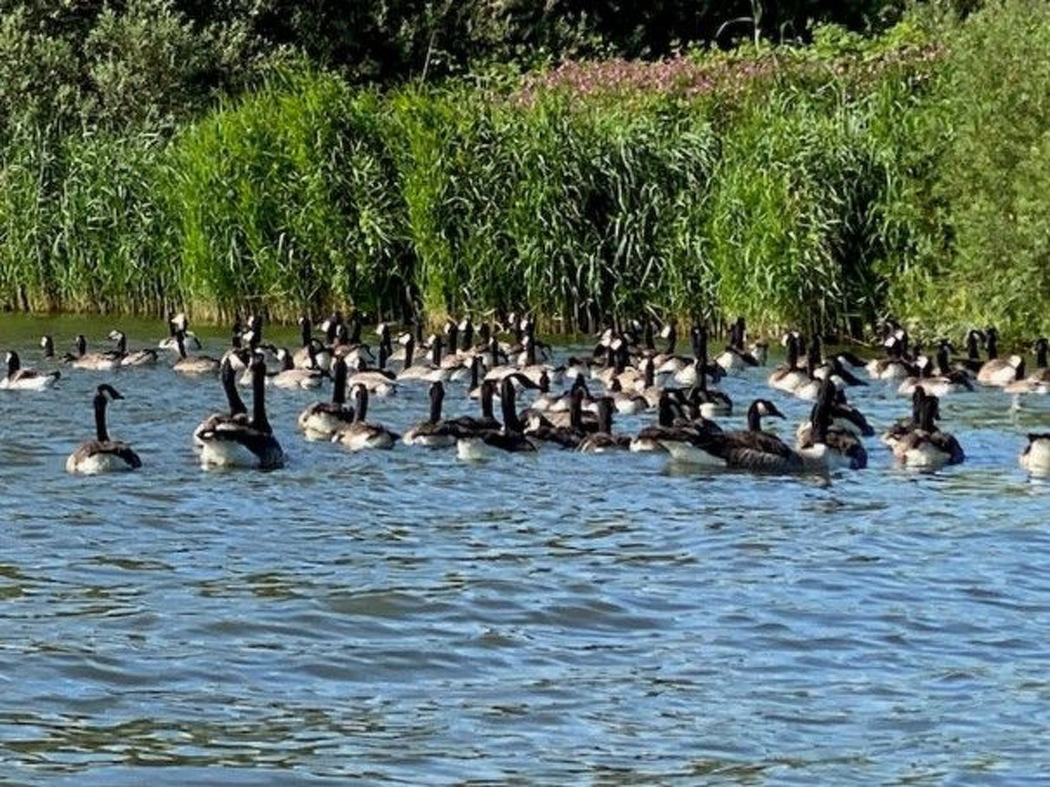 Tami-Image-tags.info