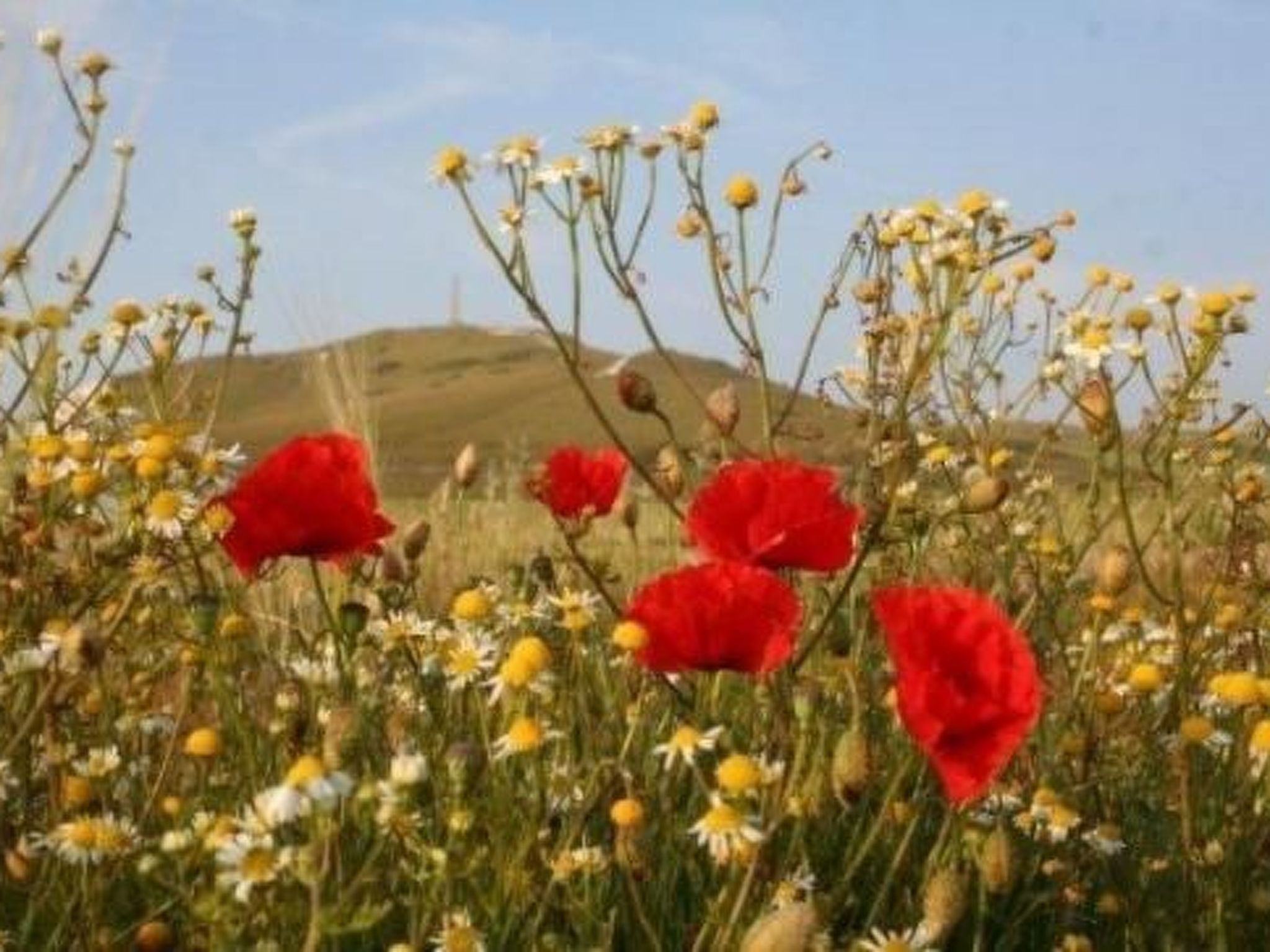 Wunderschönes Haus mit Pool, Garten und Grill-Image-tags.info