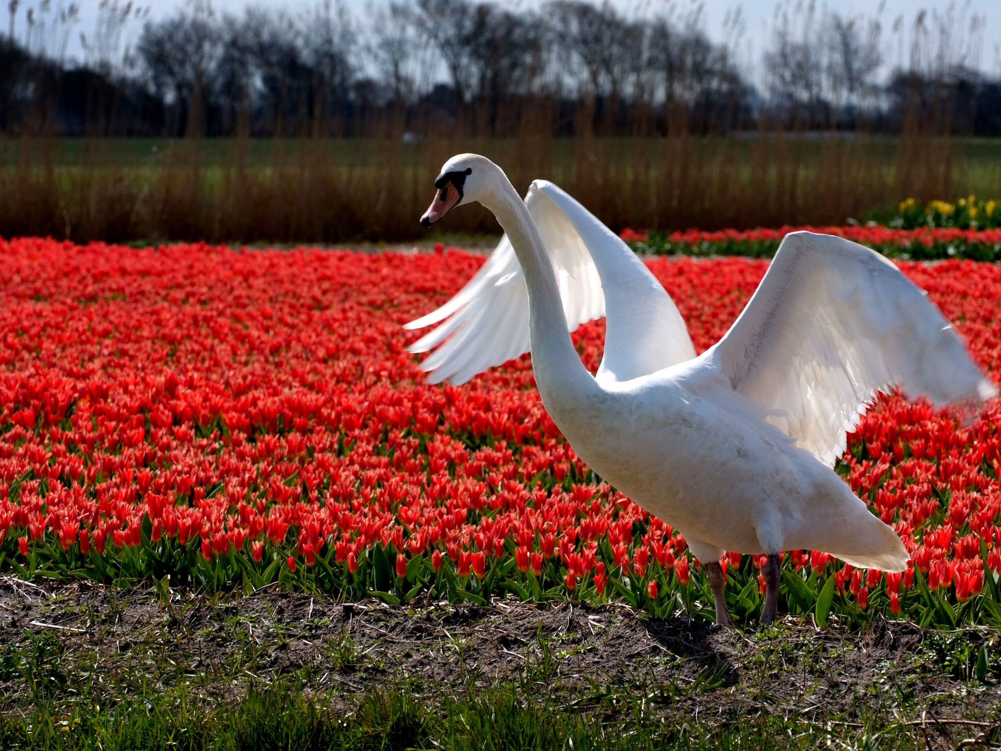 "De Korre 4" mit privatem Garten und Terrasse-Binnen