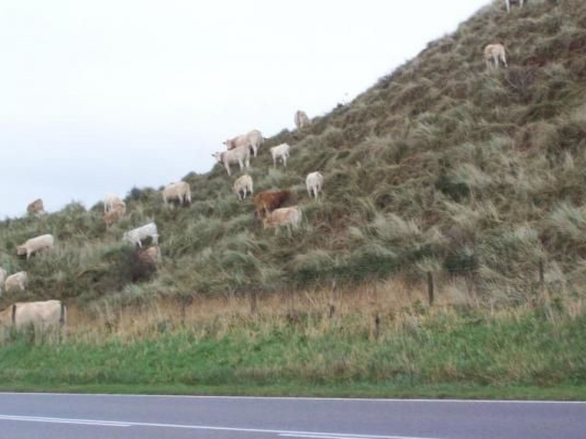 Gemütlicher Bungalow für 4 Personen-Binnen
