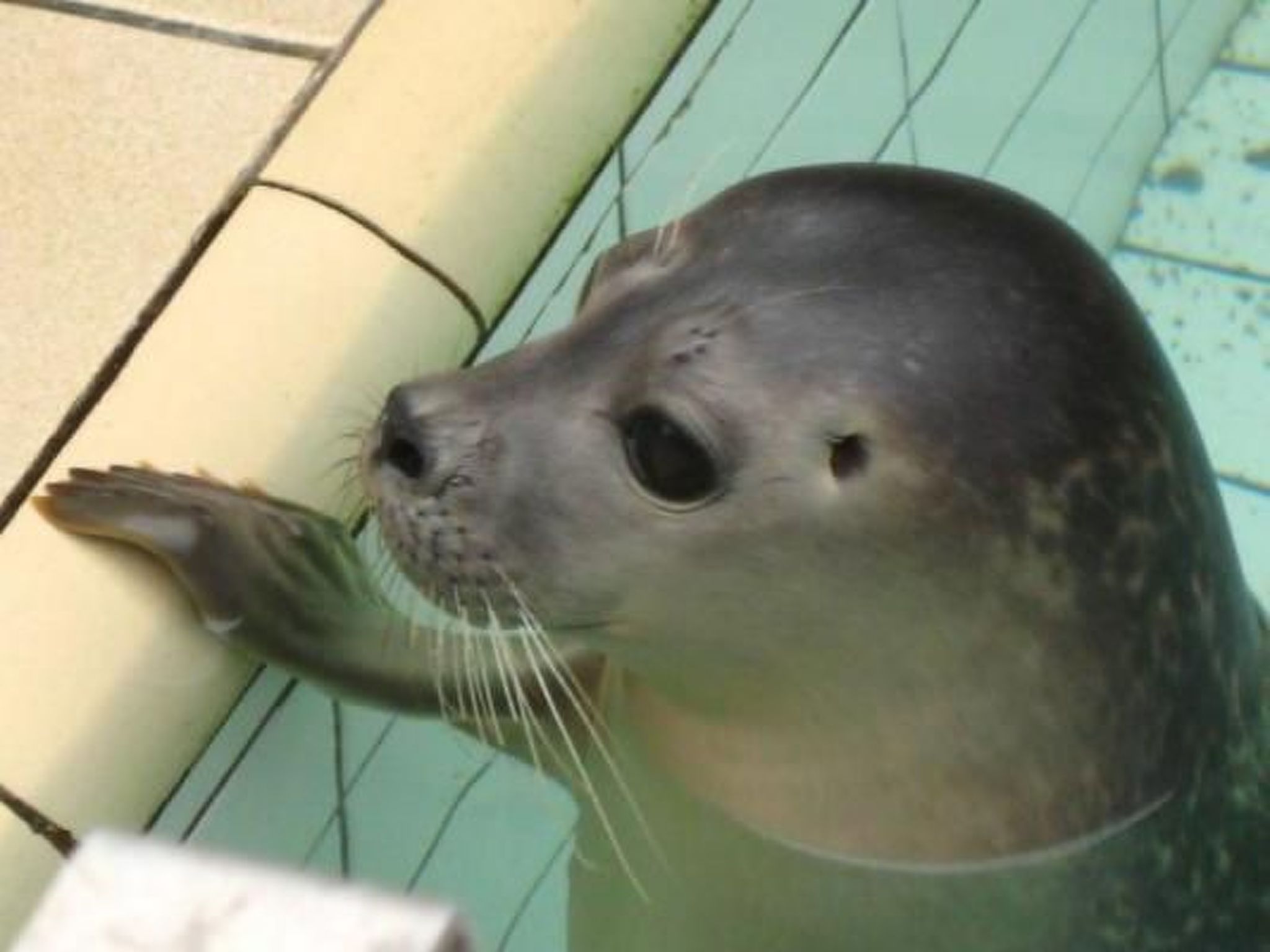 Gemütlicher Bungalow für 4 Personen-Binnen