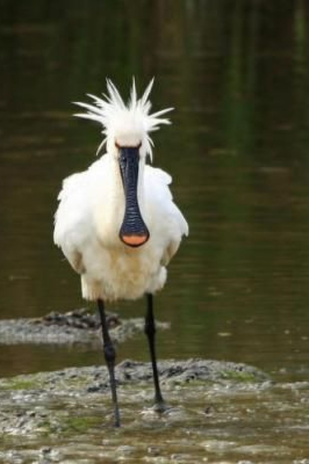 Gemütliches Ferienhaus De Blenck-Binnen