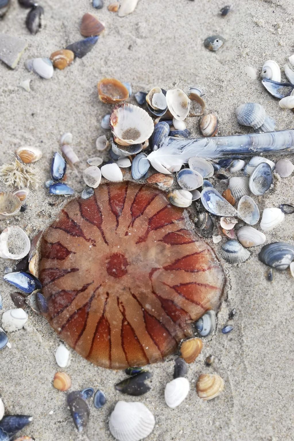 Stuivezandeweg 6, Nähe Strand-Binnen
