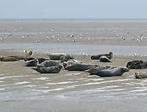 Wiringherlant: Modern vakantiehuis aan de Waddenzee op Wieringen - thumbnail 5