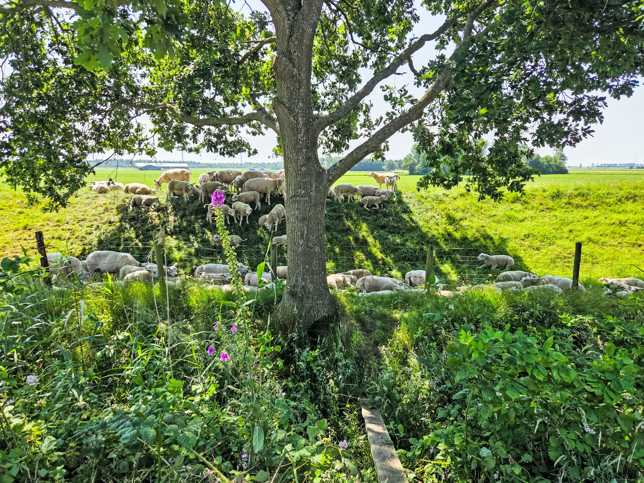 De Wieringerheid 164-Umgebung