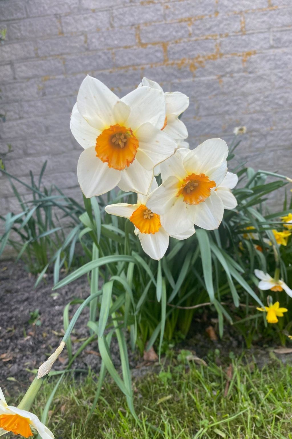 Mit gepflegtem Garten in Julianadorp-Inside