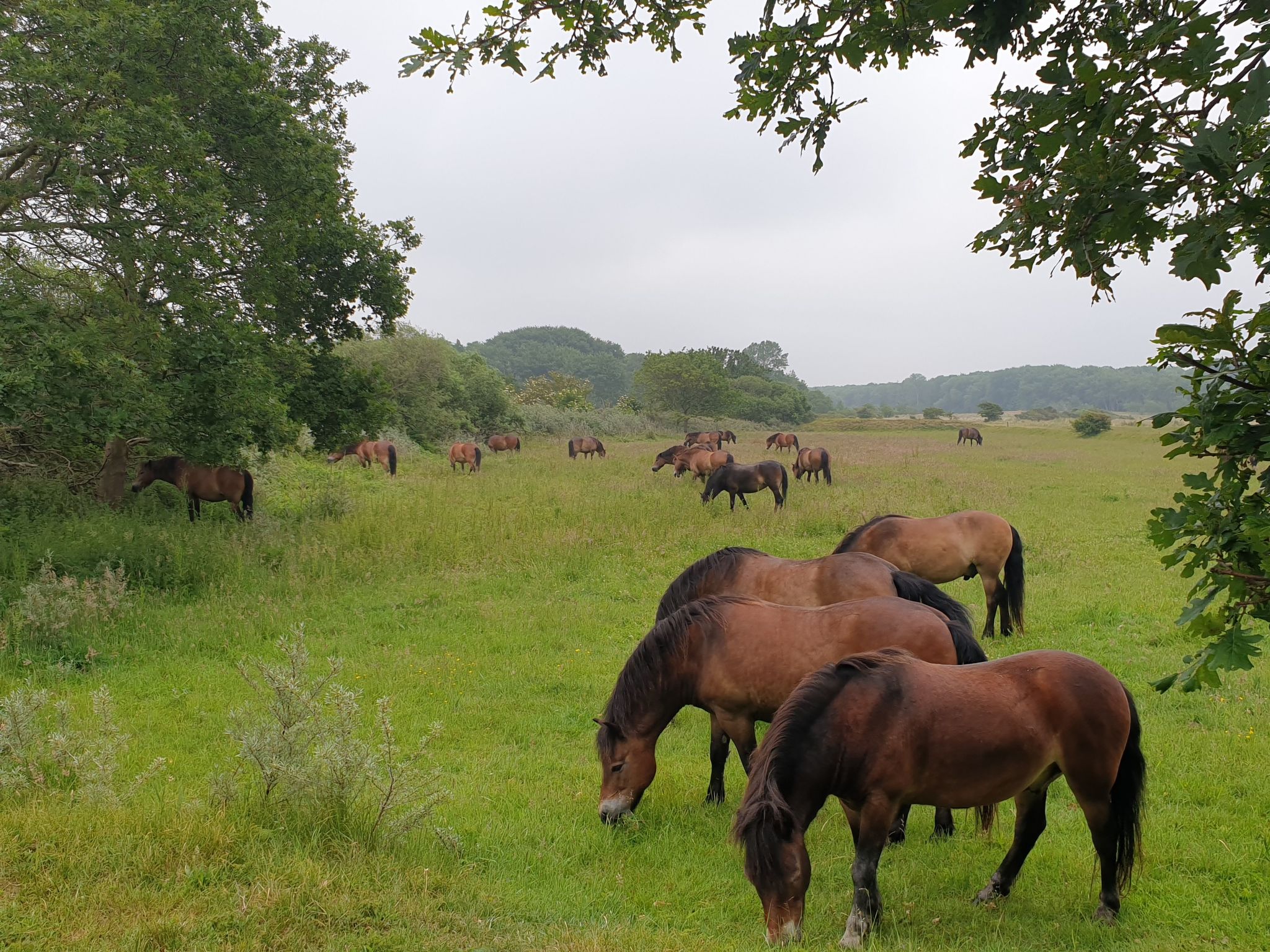 Sommerhaus in ruhiger Lage mit privatem Garten und Terrasse-Binnen