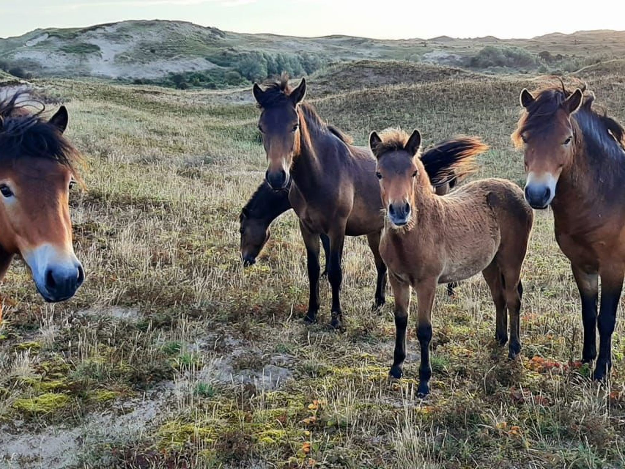Sommerhaus "De Zeester"-Dedans