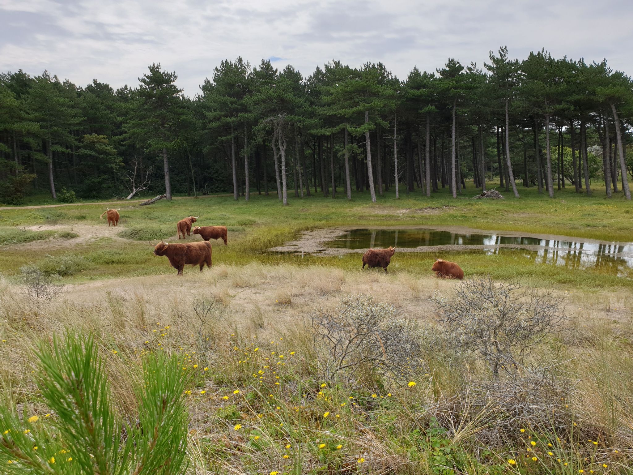 Sommerhaus "De Zeester"-Dedans