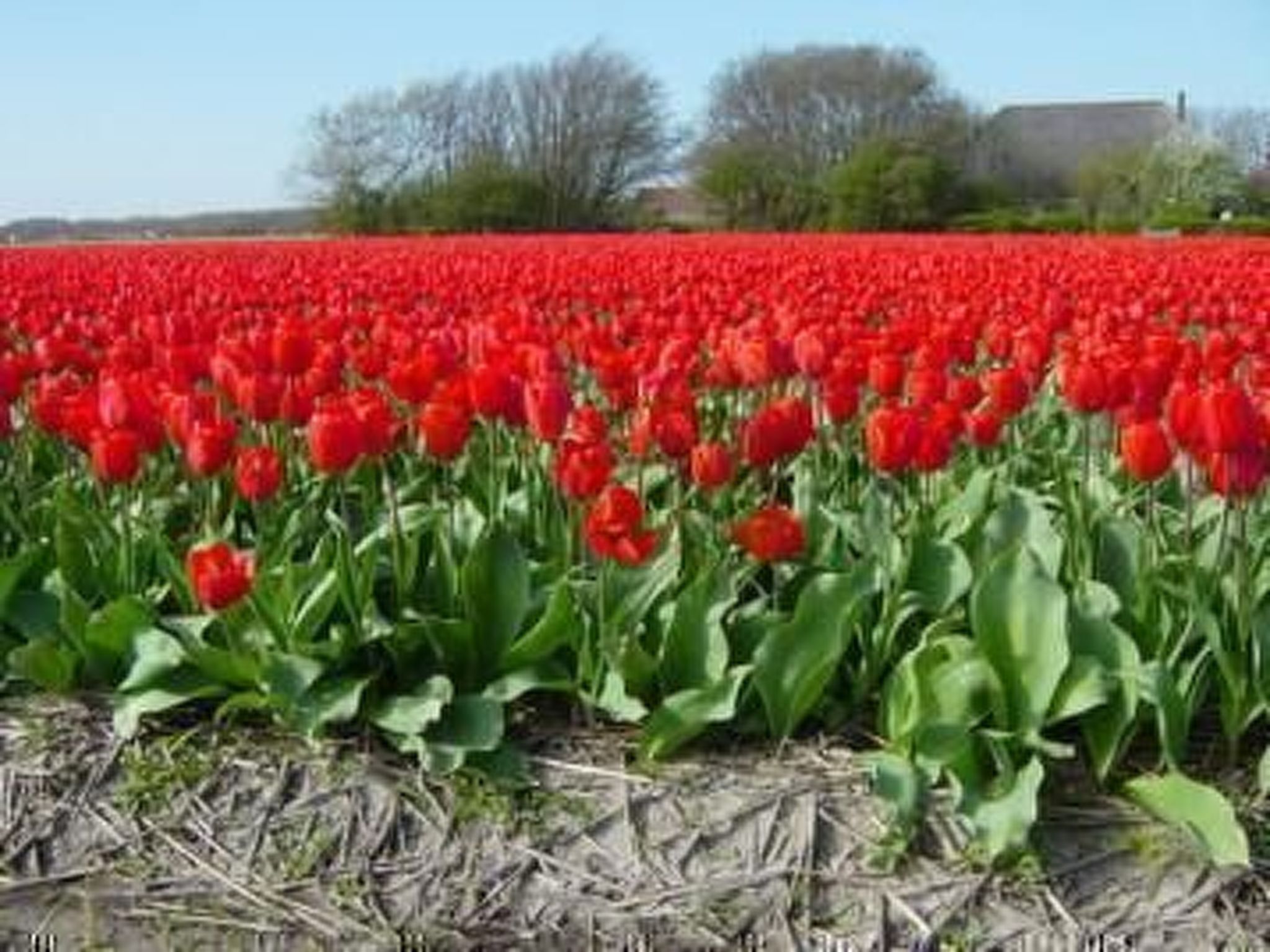 Sommerhaus "De Zeester"-Dedans