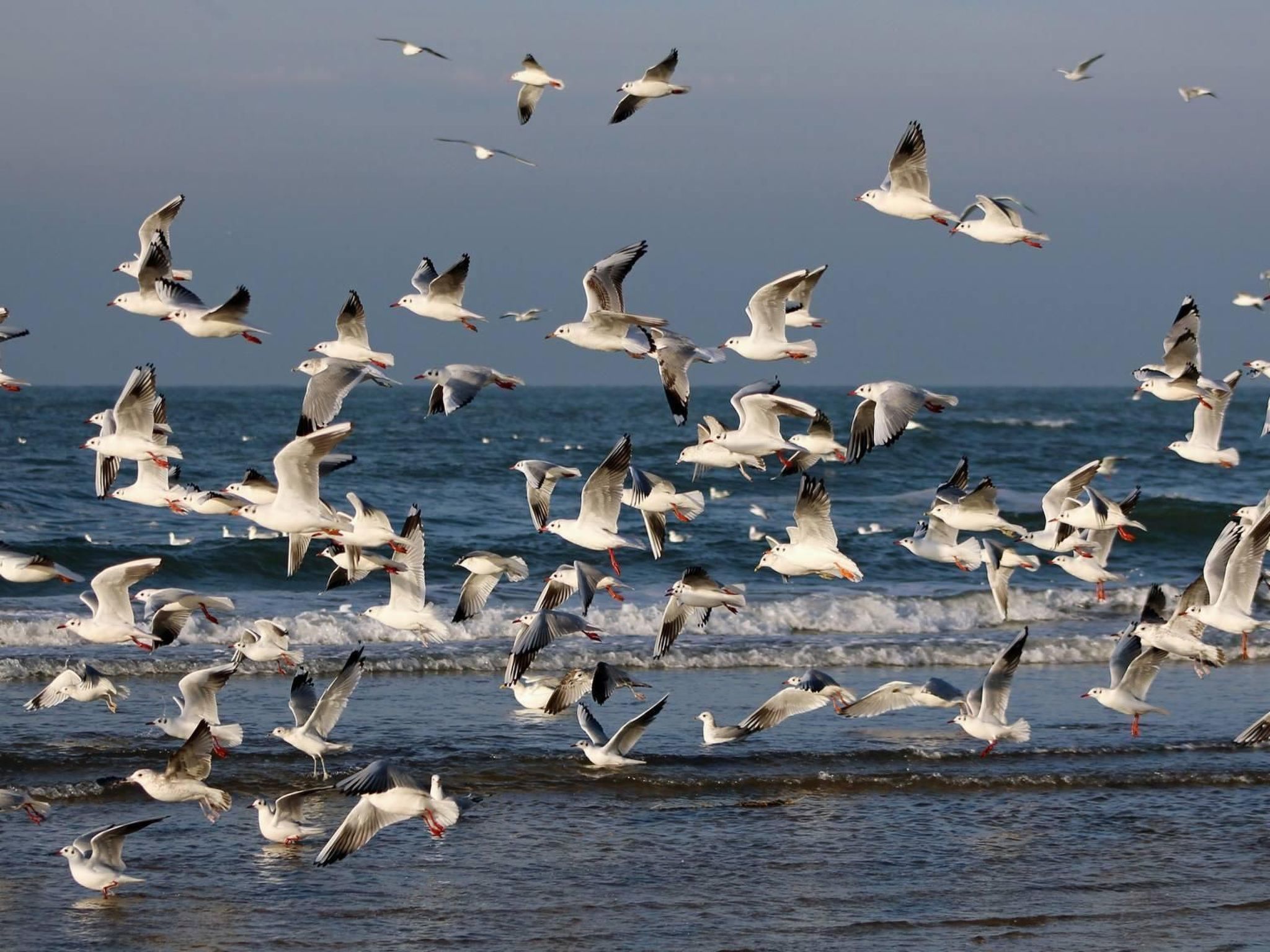 Sommerhaus "De Zeester"-Dedans