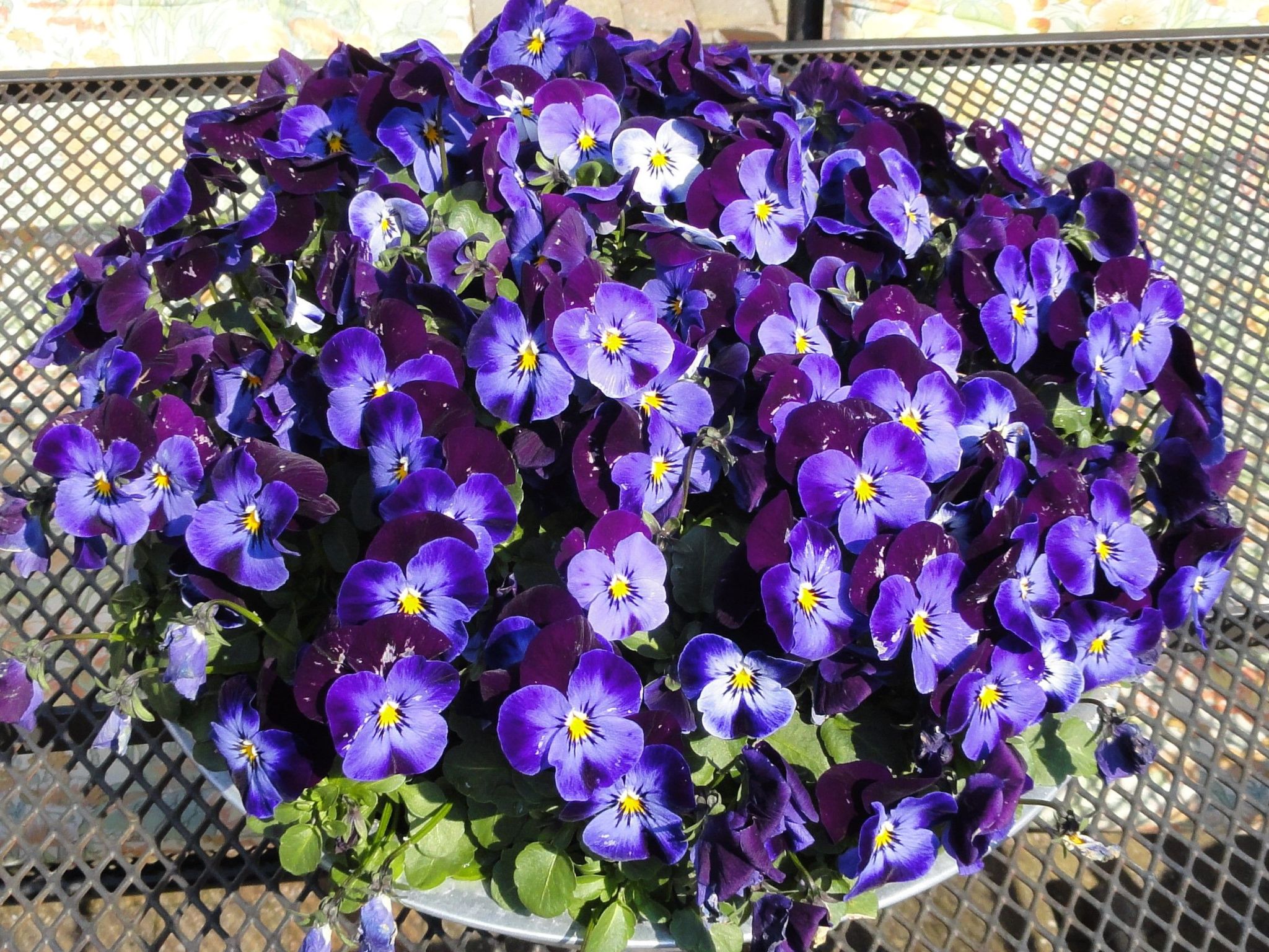 Sommerhaus Klein Wimmenum, Nähe Strand und Dünen-Draußen