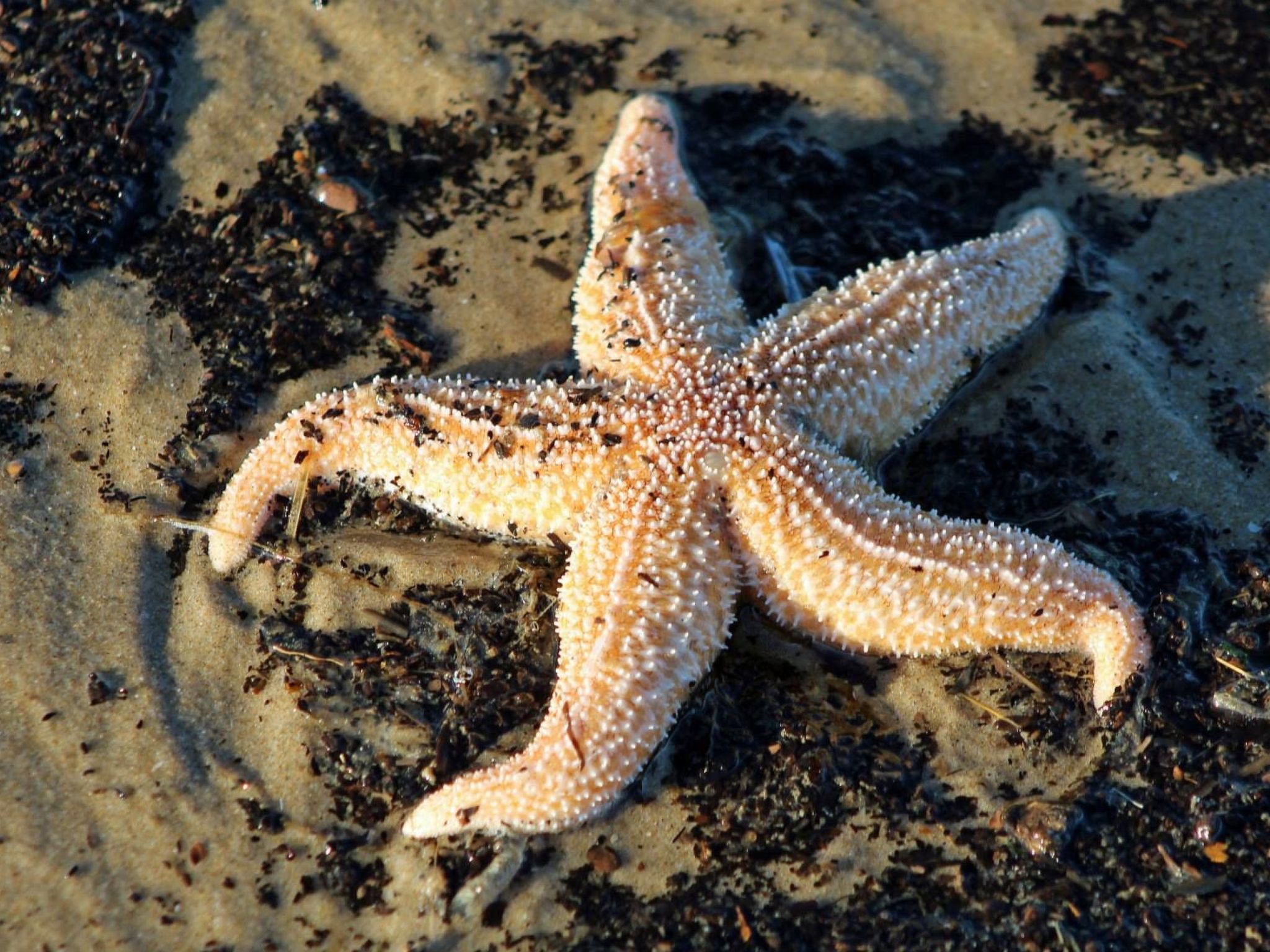 Sommerhaus Klein Wimmenum, Nähe Strand und Dünen-Image-tags.info