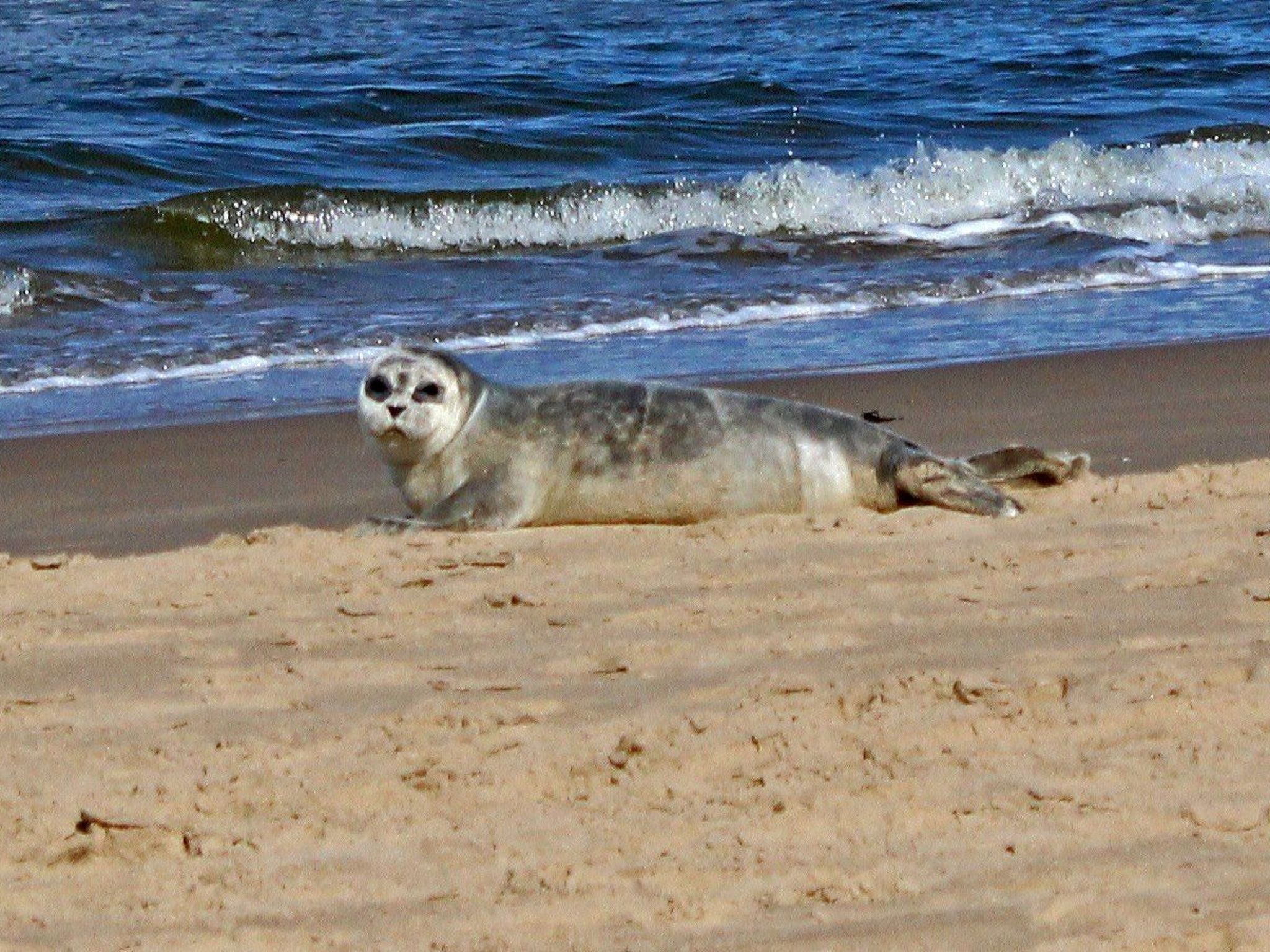 Sommerhaus Klein Wimmenum, Nähe Strand und Dünen-Image-tags.info