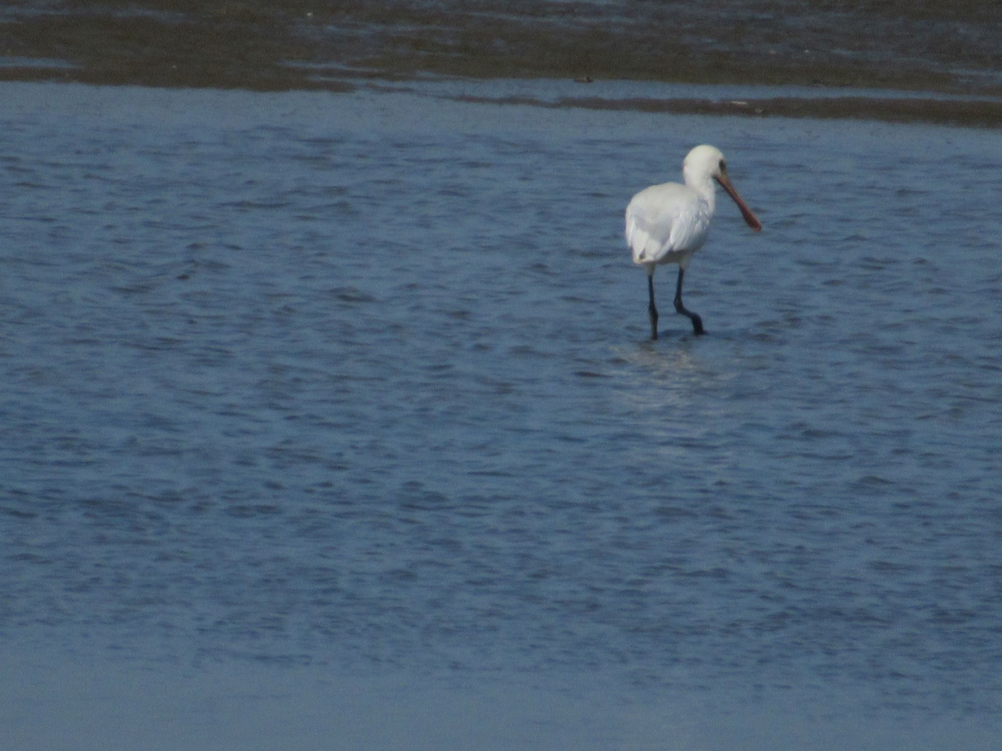 Gemütliches Mobilheim mit 3 Schlafzimmern-Image-tags.info
