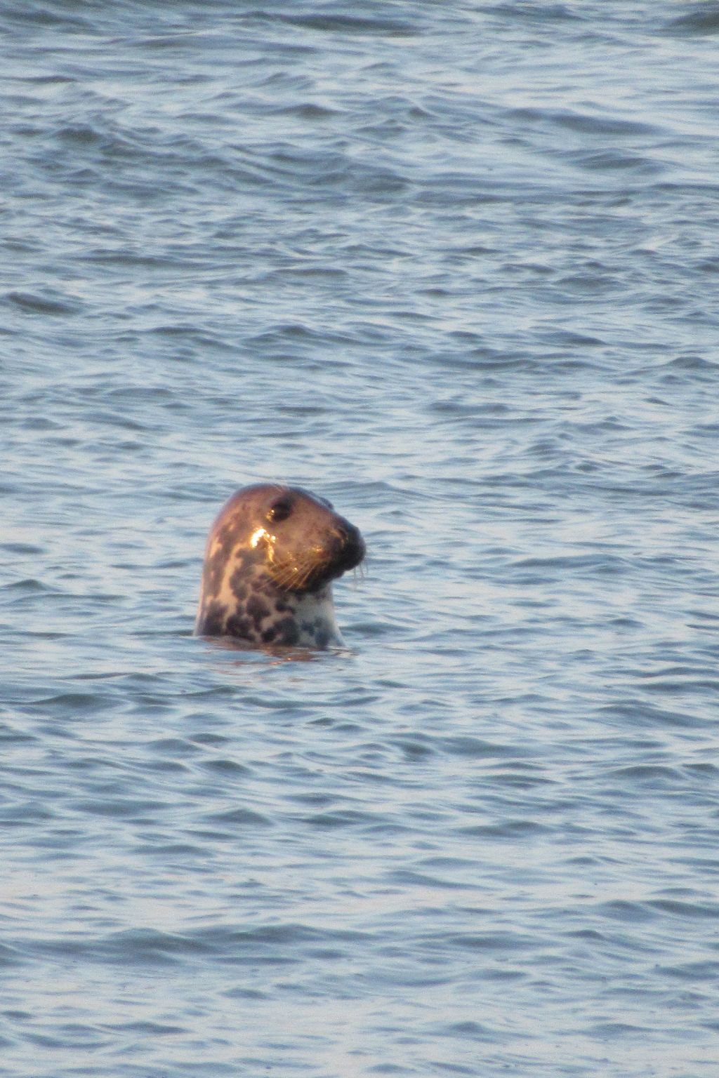 Gemütliches Mobilheim mit 3 Schlafzimmern-Image-tags.info