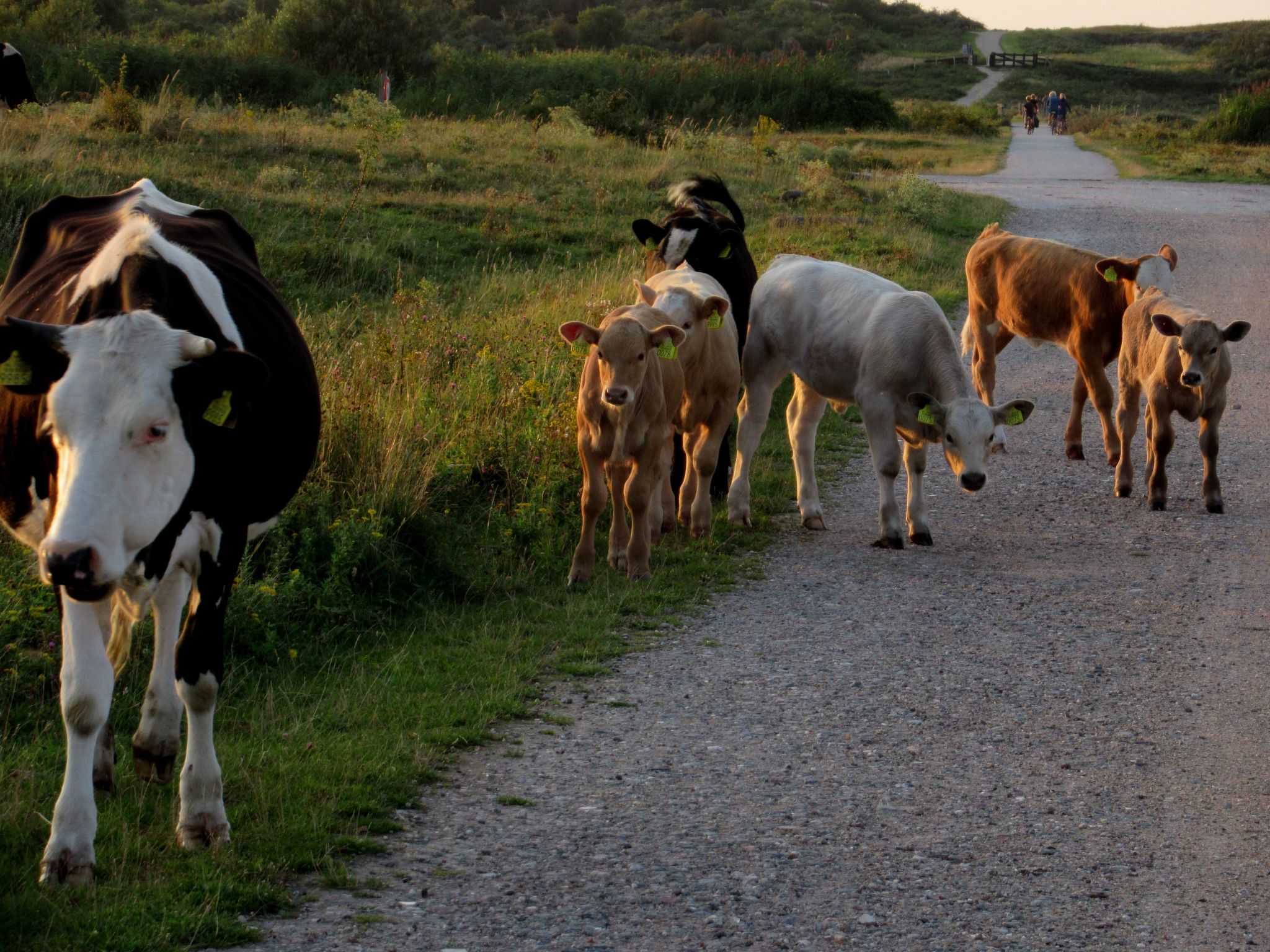 Gemütliches Mobilheim mit 3 Schlafzimmern-Image-tags.info