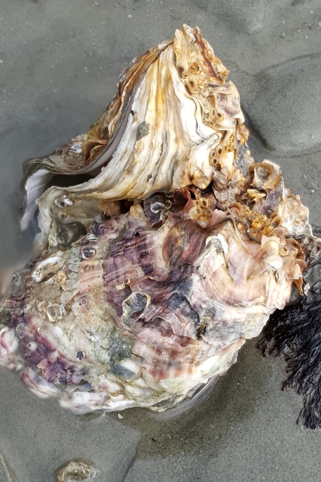 Gemütliches Haus mit komplett umzäuntem Garten-Binnen