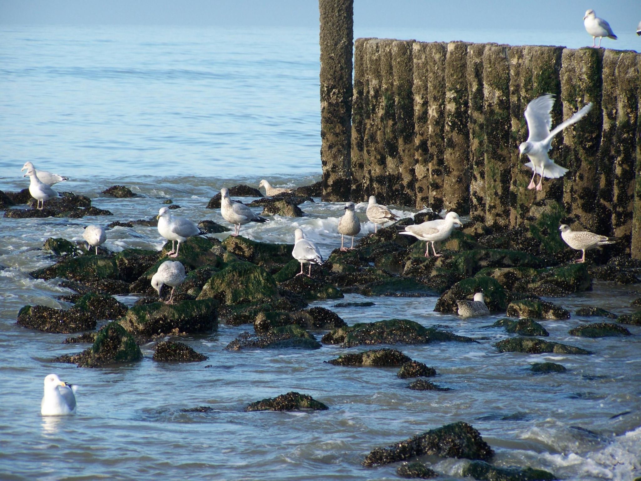 Gemütliches Haus mit komplett umzäuntem Garten-Binnen