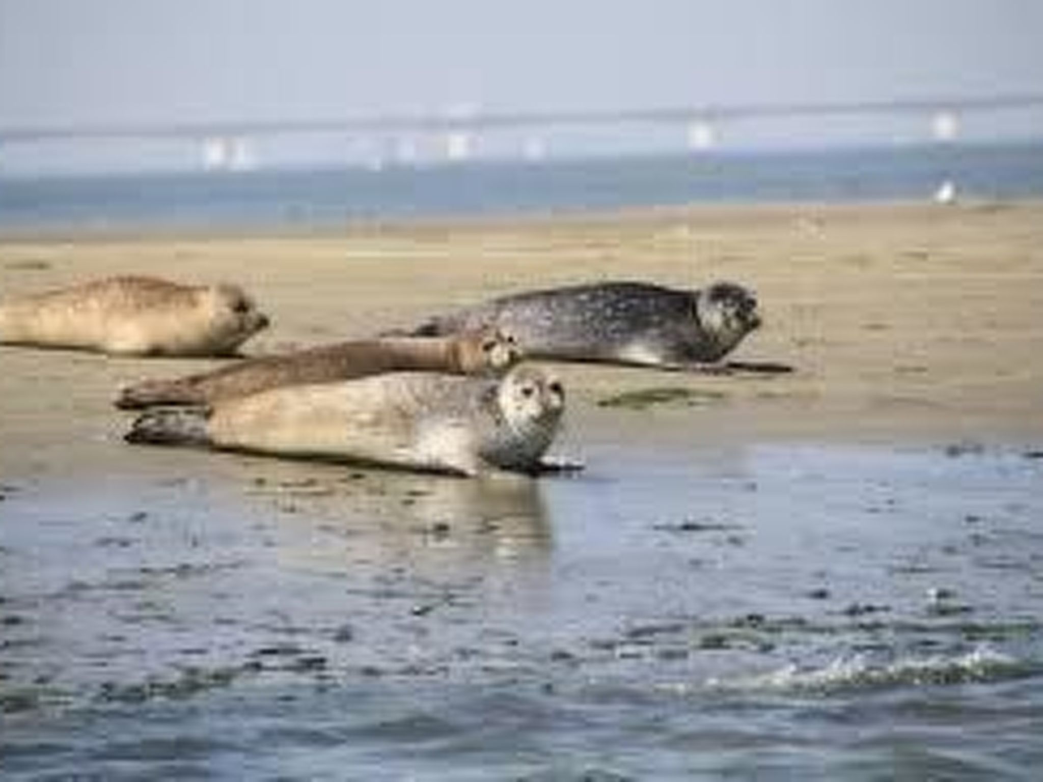 Für 6 Personen ca. 90 m&sup2; in Wemeldinge, Zeeland (Zuid-Beveland)-Image-tags.info