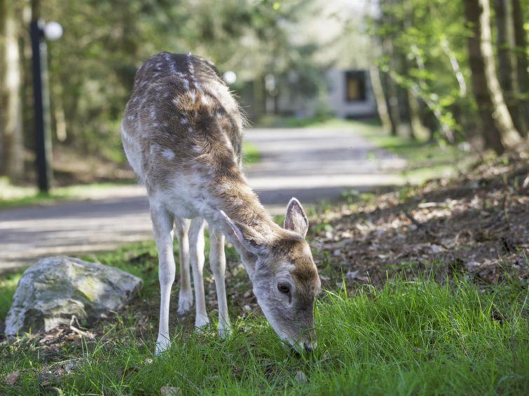 Ferienhaus VIP Cottage