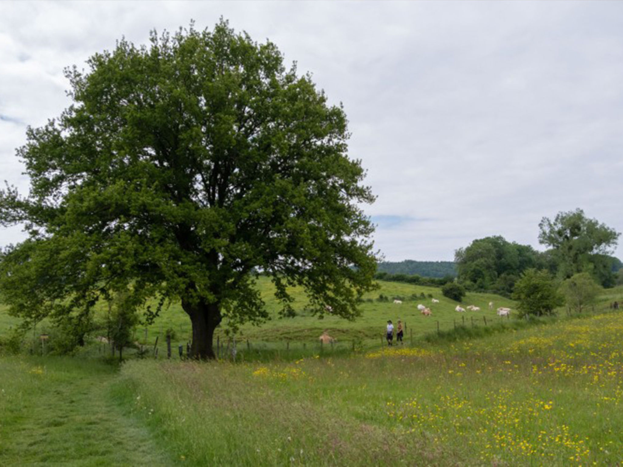 Vakantieboerderij Tergracht - t Huuske - Draußen