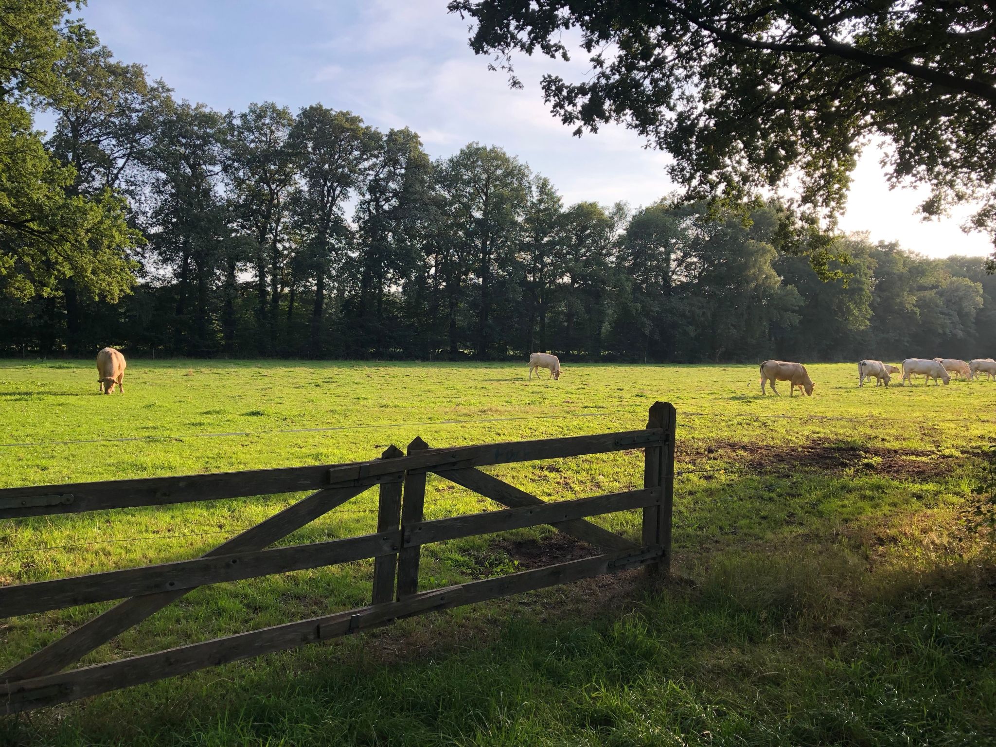 Geräumiges Ferienhaus mitten im Wald-Binnen