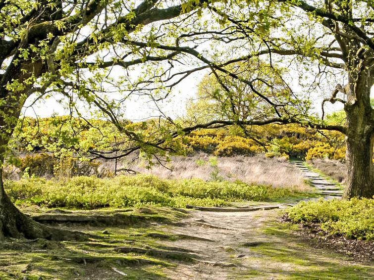 Bosrijk Ruighenrode