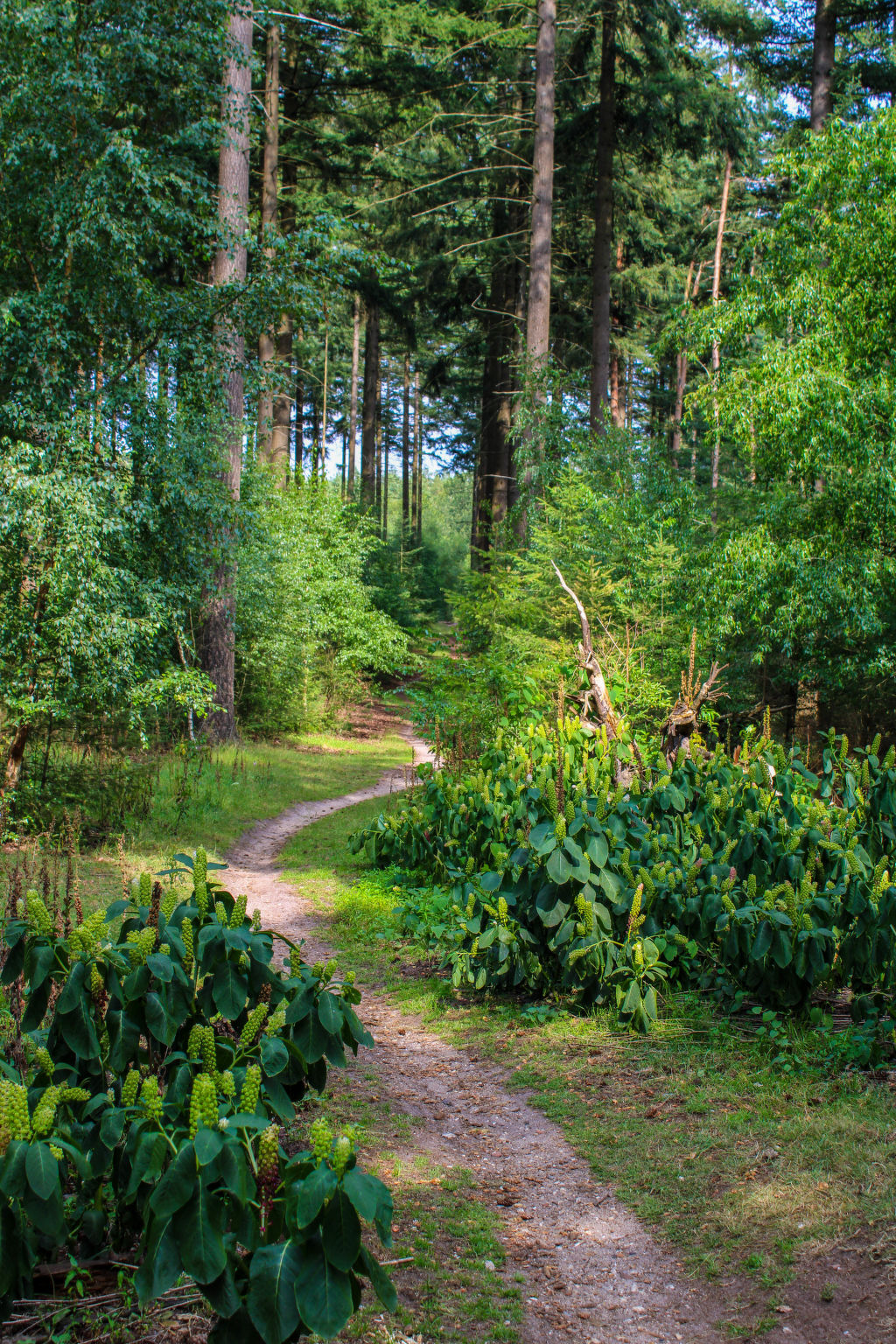 Celisa s Häuschen-Environnement