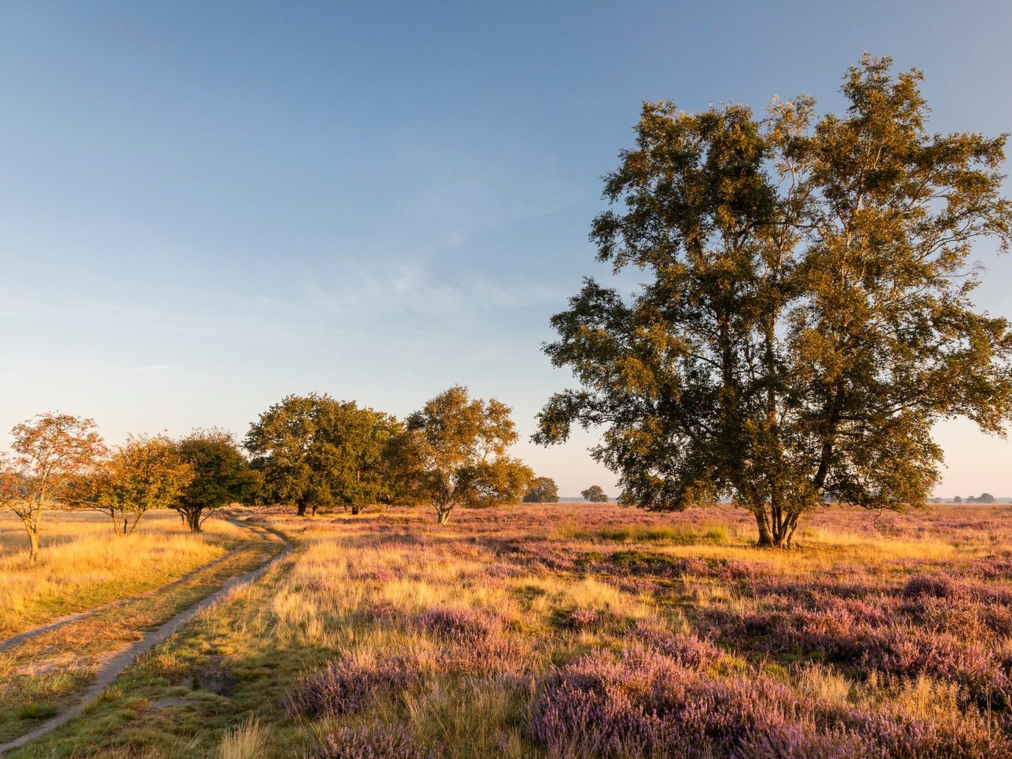 De Wiltzangh - Familiehuis Wellness | 18p - Buiten