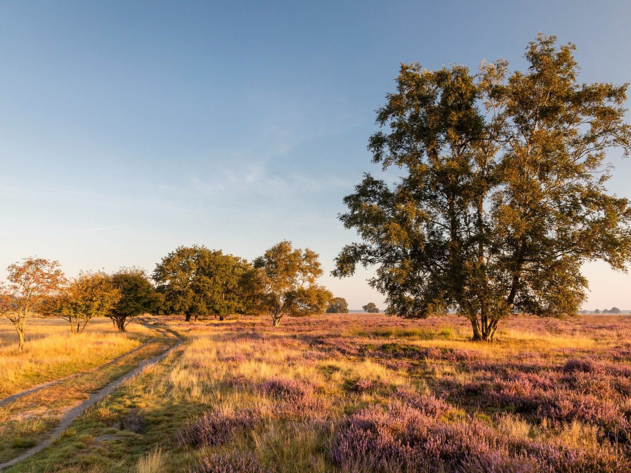 De Wiltzangh  - Groeneborg lodge met Hottub | 6 p - Buiten