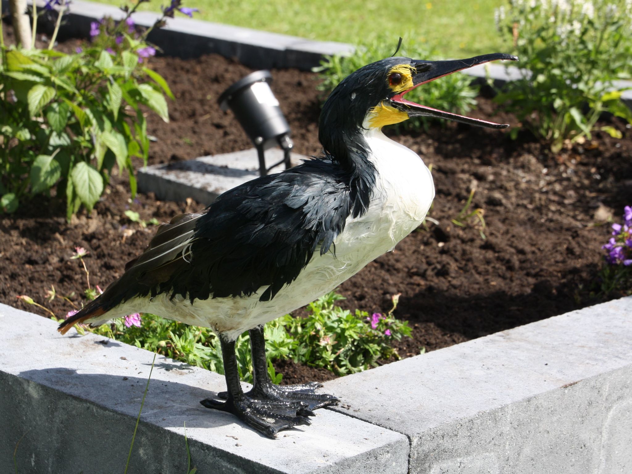 Haus Kormoran am Lauwersmeer-Binnen