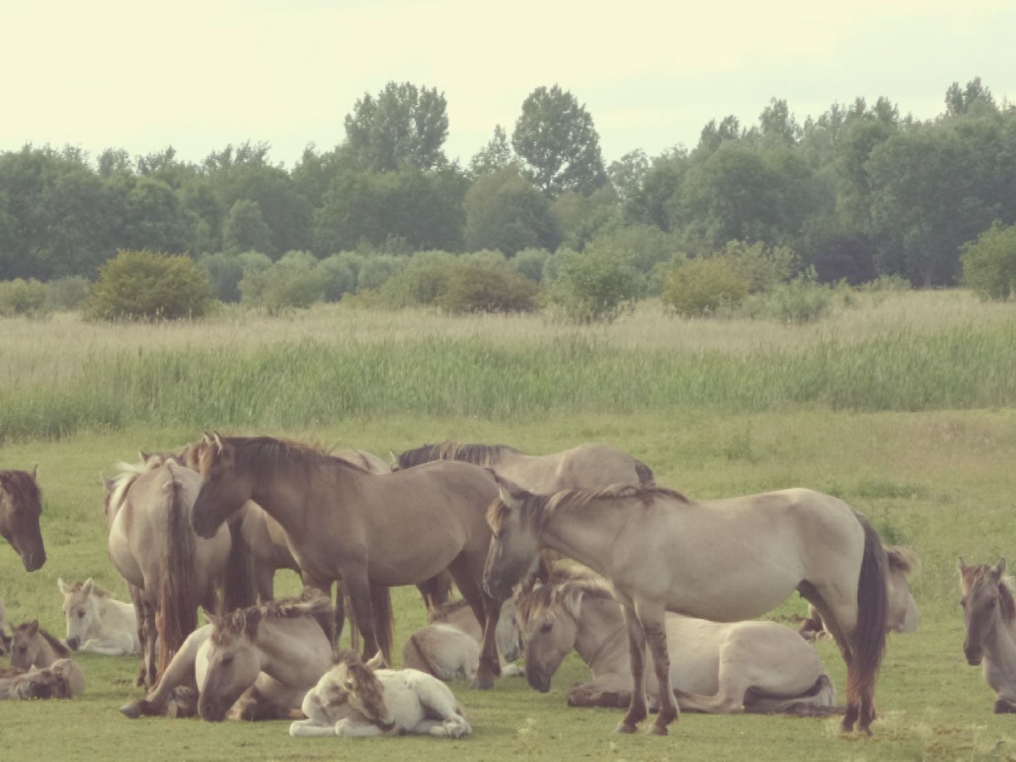 In Anjum mit Kleinem Garten-Binnen