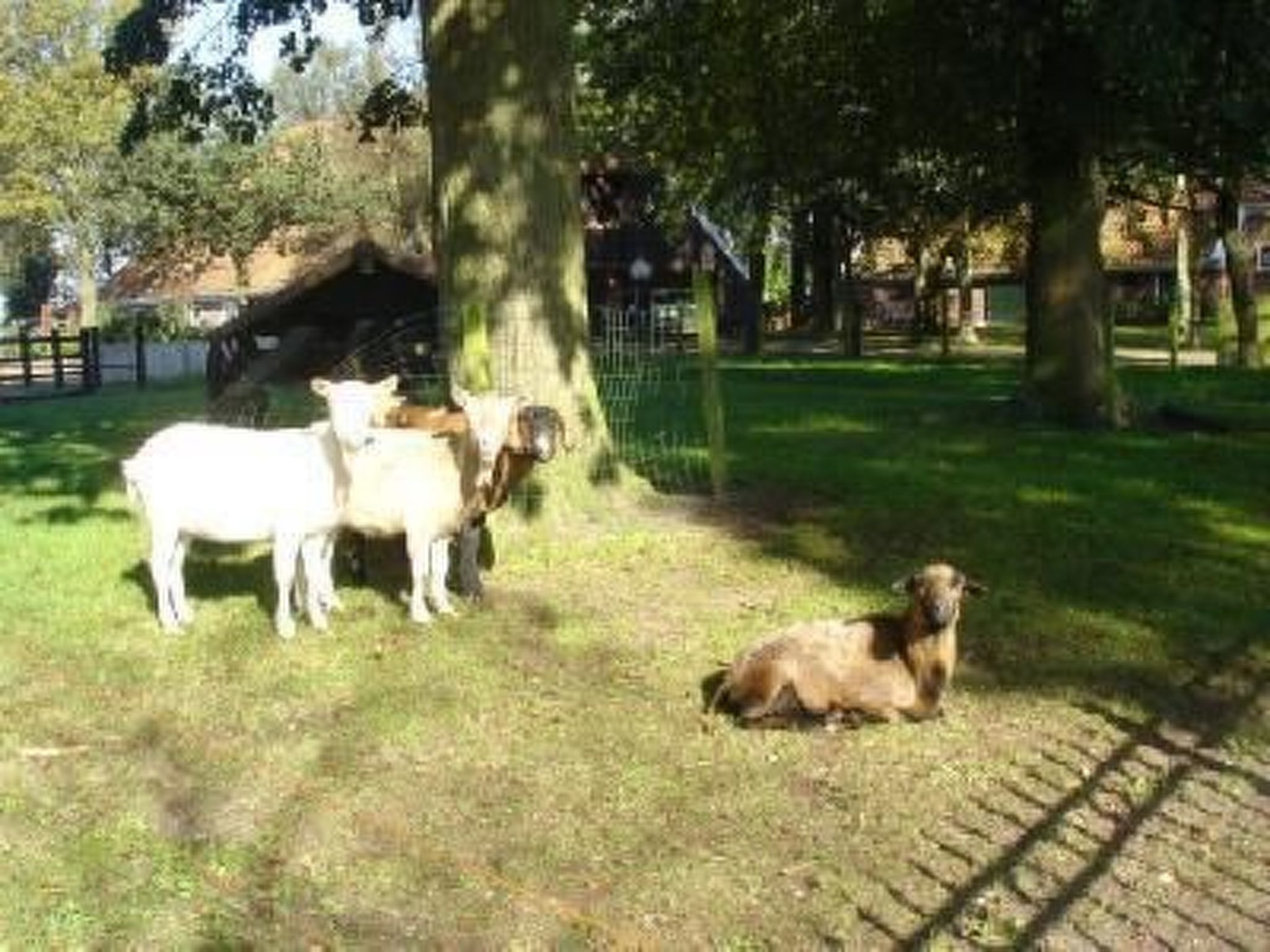 Gemütlicher Ferienhof Loosternest in Vriescheloo-Binnen