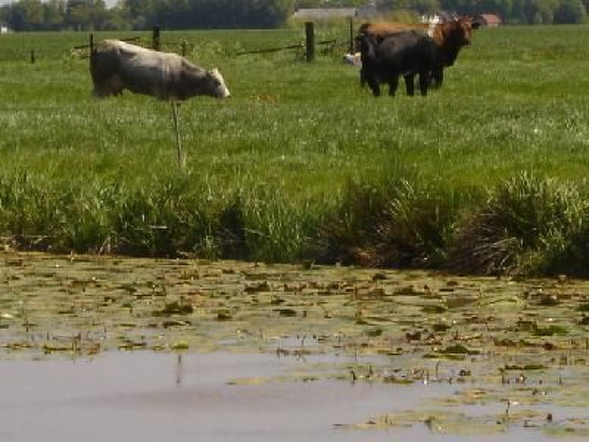 Gemütlicher Ferienhof Loosternest in Vriescheloo-Binnen