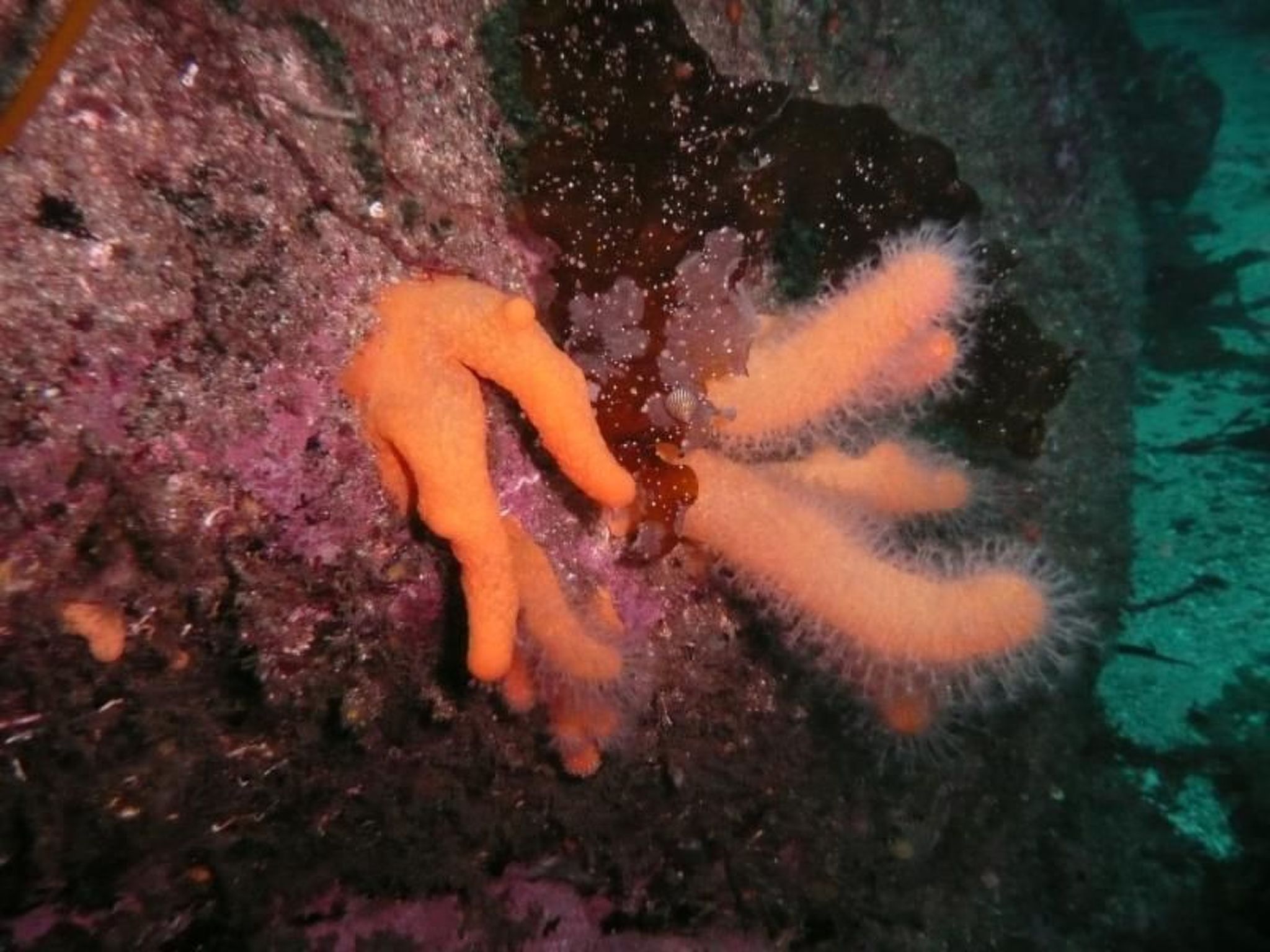 Fw Franzi-Image-tags.info