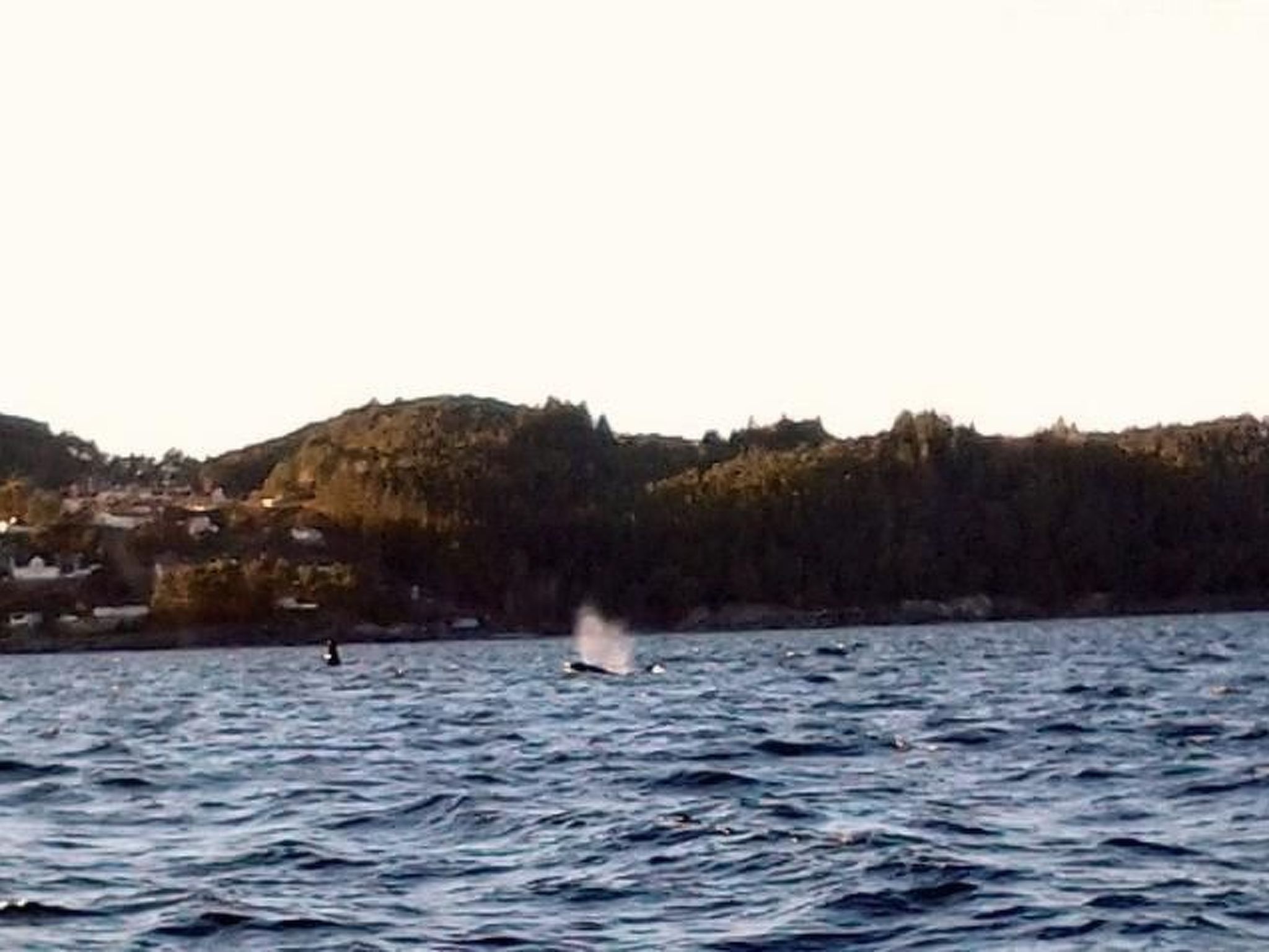 Fw Franzi-Image-tags.info