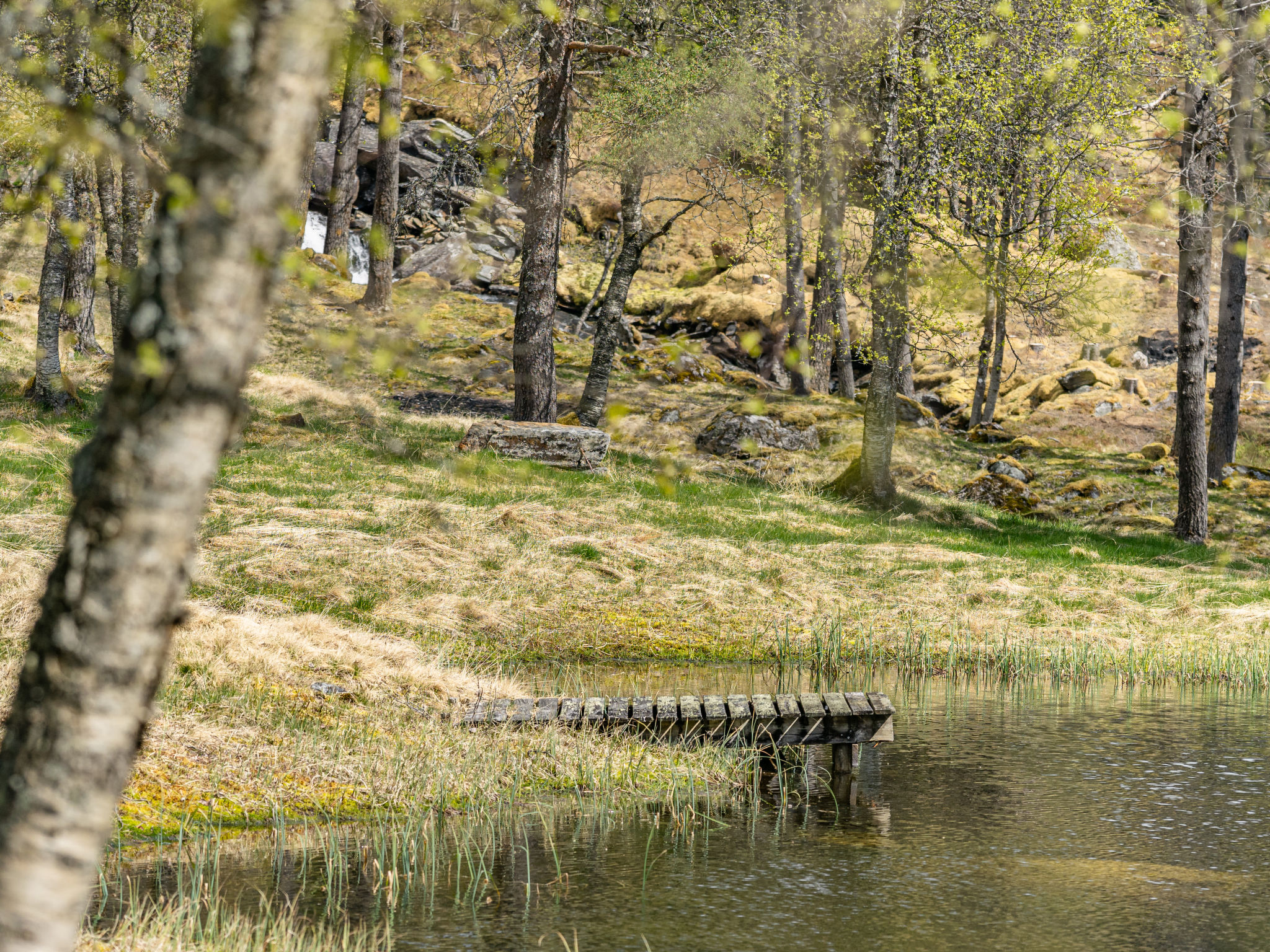 Fjellro - Buiten