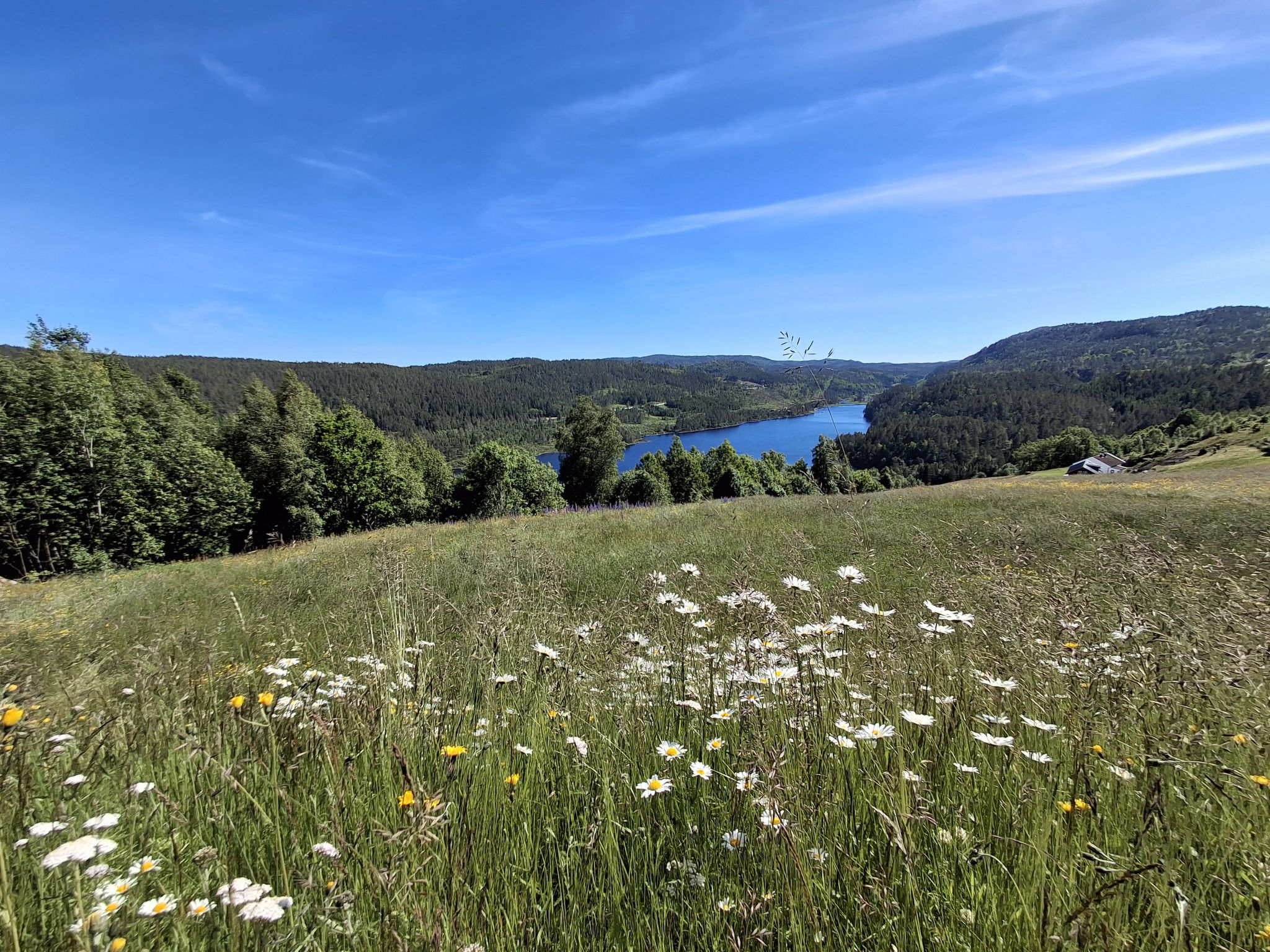Hellebu - Buiten