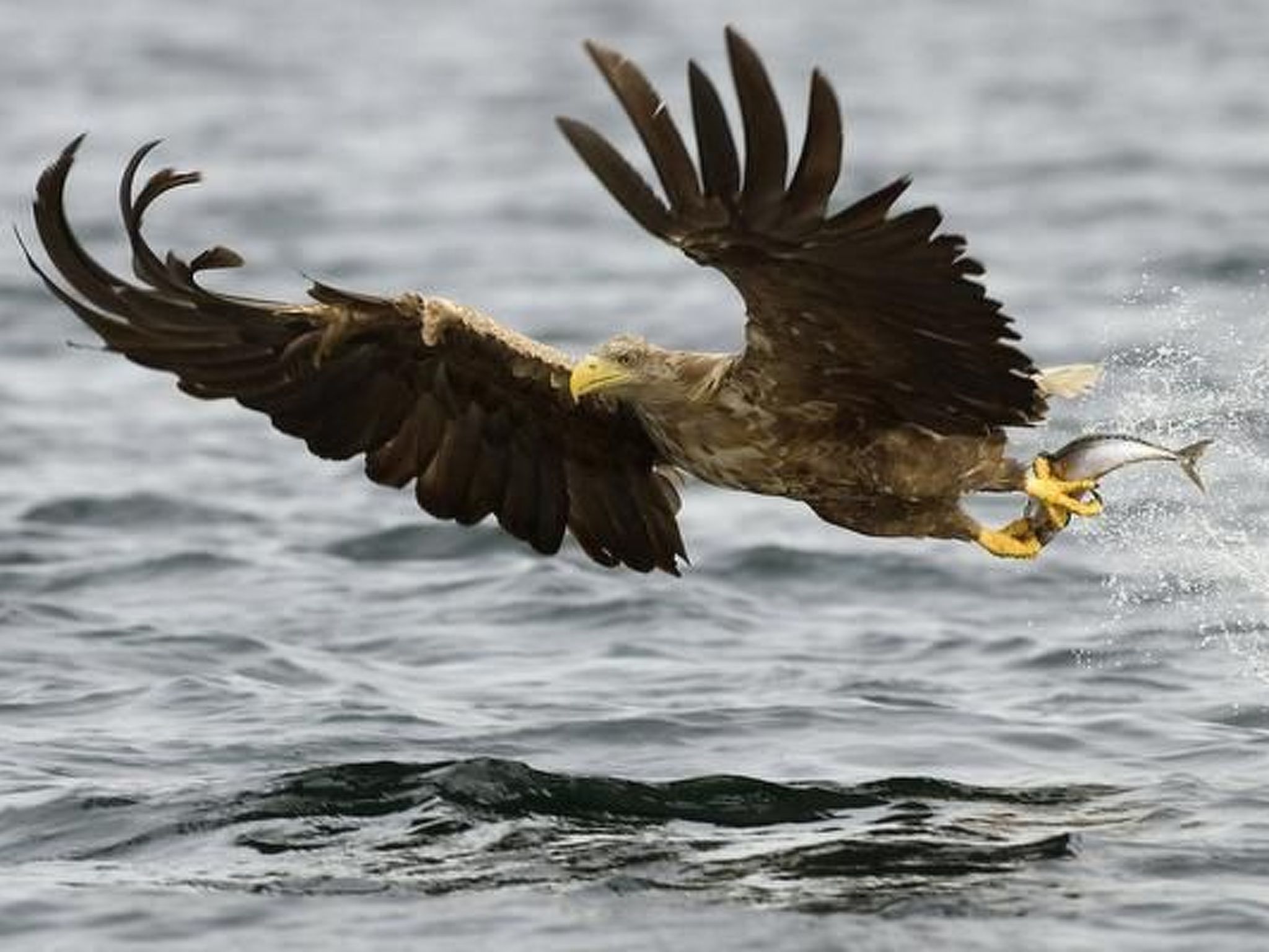 Nesset, Meløy Naturerlebnisse