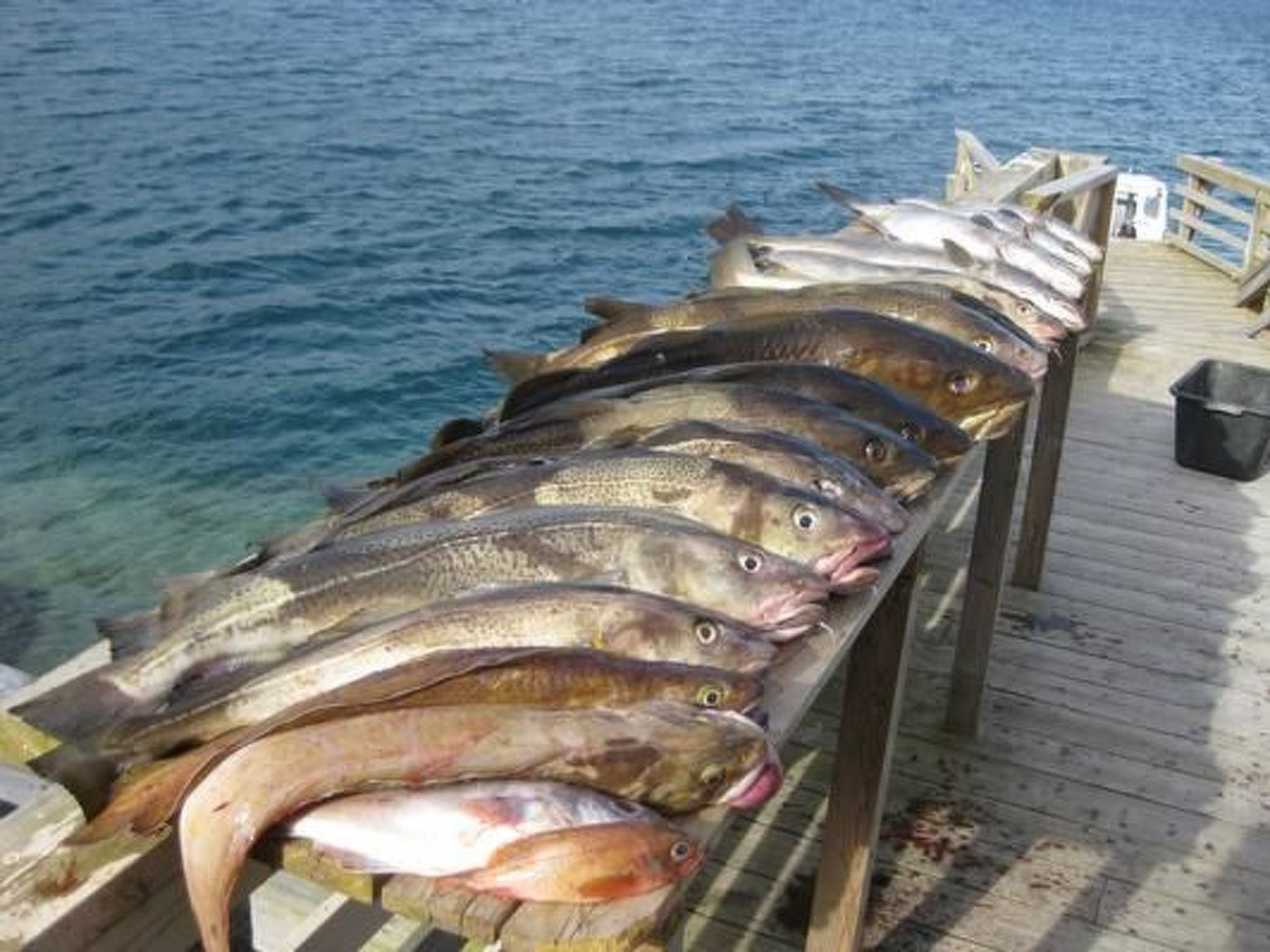 Meløy Naturopplevelser Tømmervik-Buiten