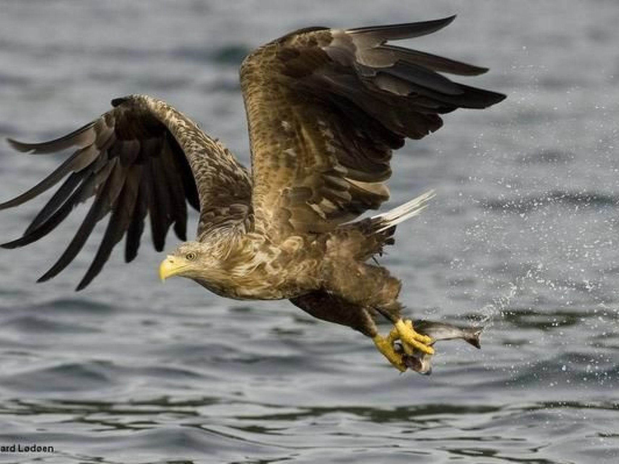 Meløy Naturopplevelser Tømmervik-Buiten