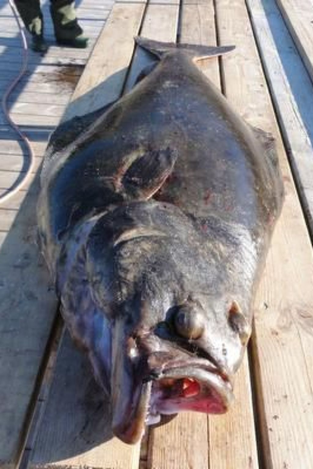 Meløy Naturopplevelser Tømmervik-Image-tags.info