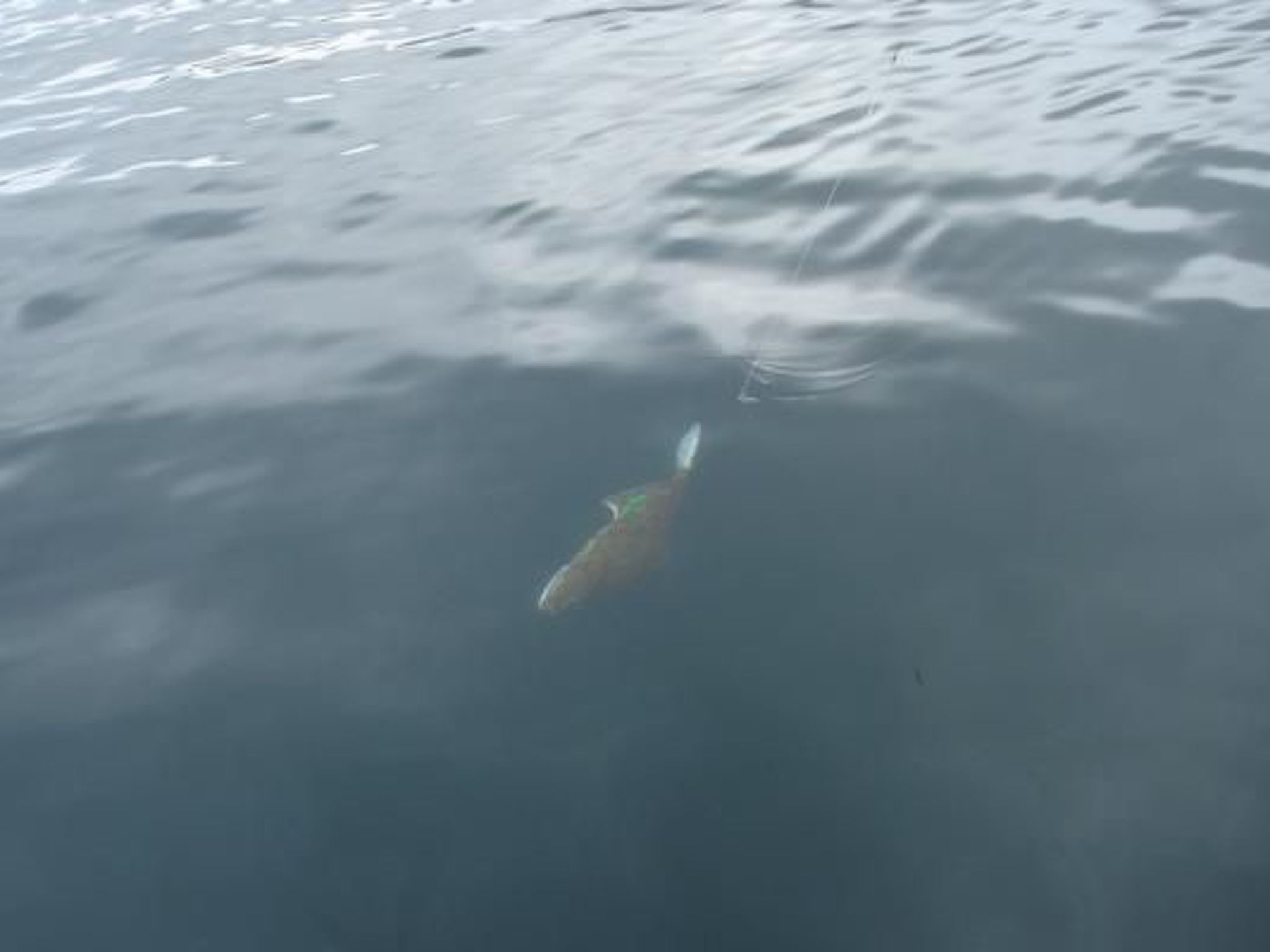 Meløy Naturopplevelser Tømmervik-Image-tags.info